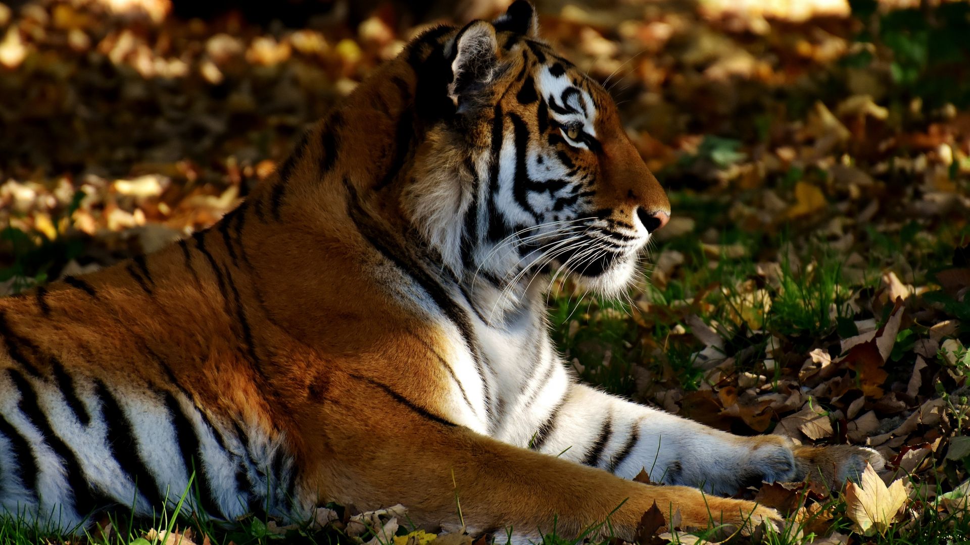 Wallpaper Tiger, calm and relaxed, sit, 4k