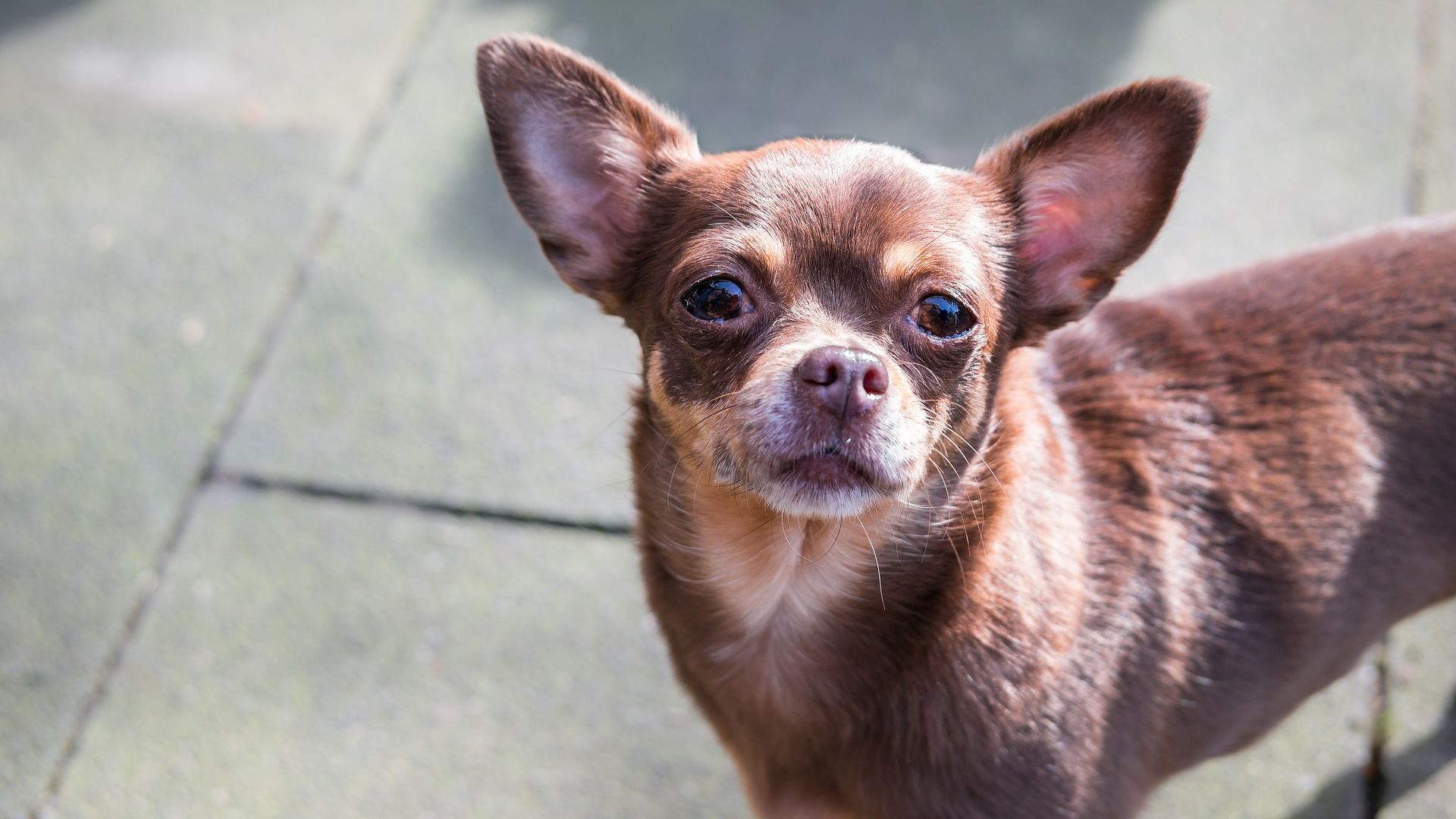 Wallpaper Chihuahua dog, curious