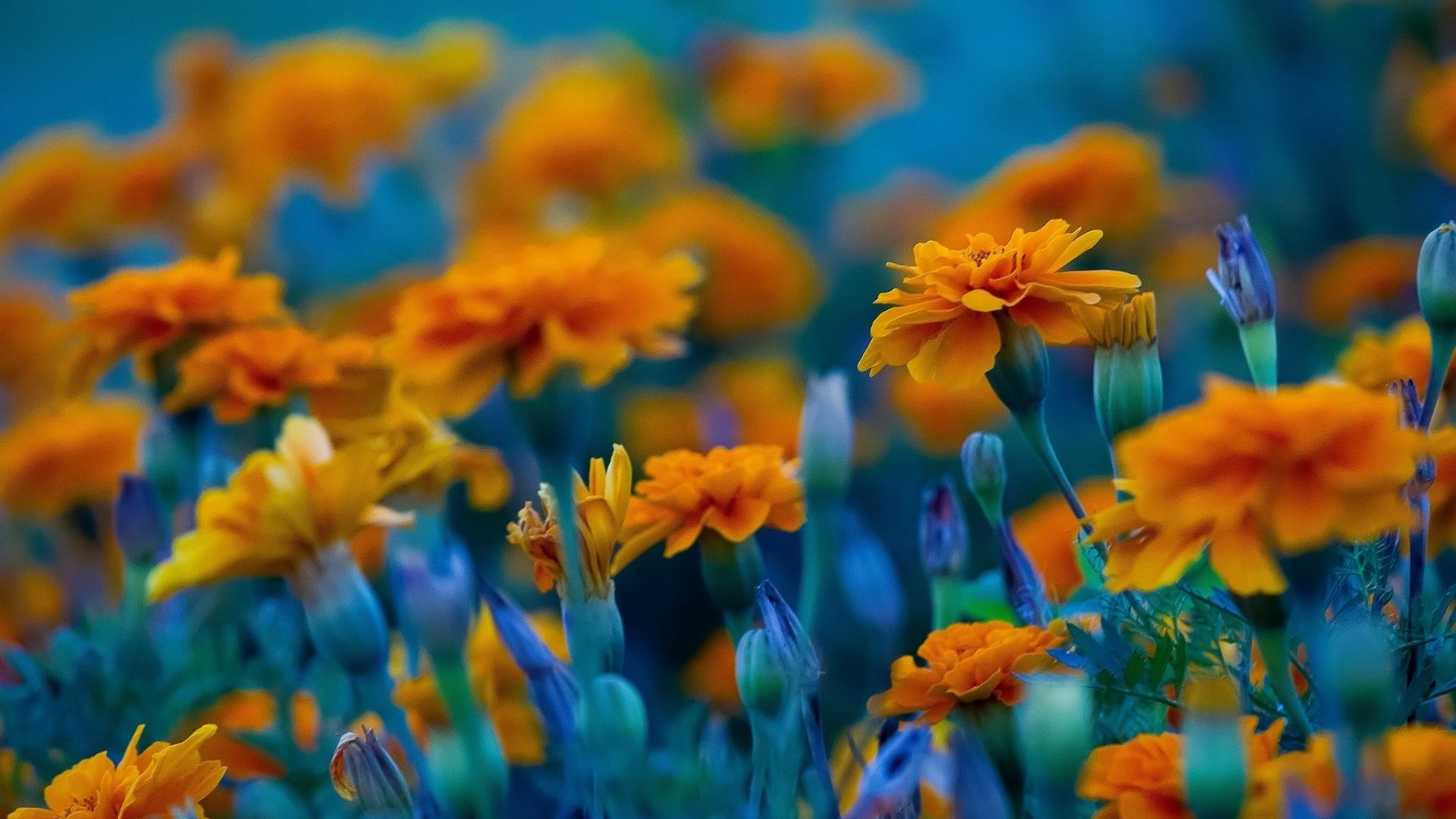 Wallpaper Meadow, spring, orange flowers