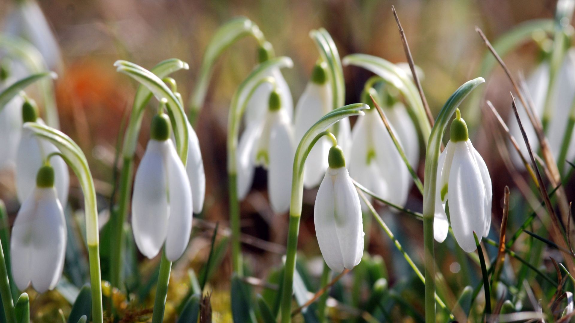 Wallpaper Snowdrop flowers, white flowers, close up