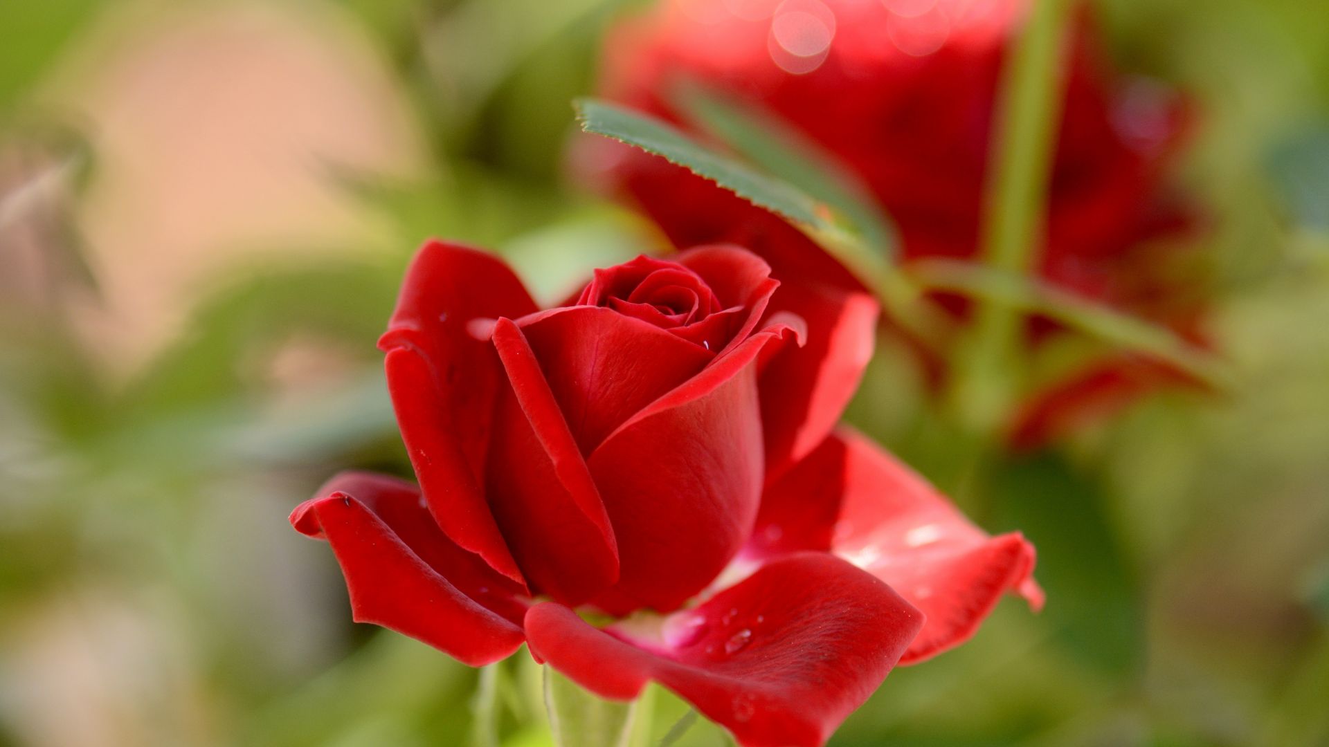 Wallpaper Red rose, flower, bloom, 4k