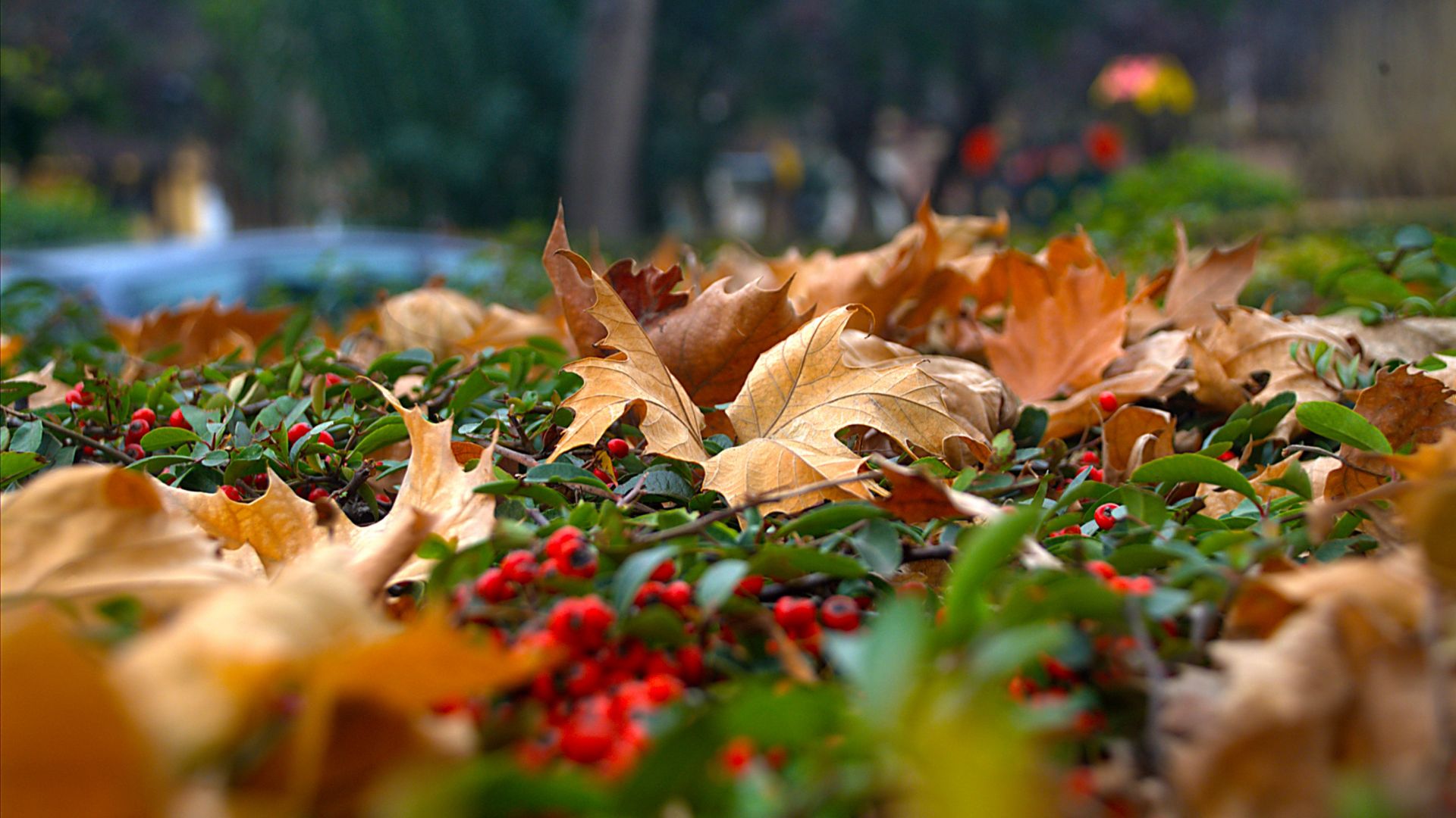 Wallpaper Leaves, autumn, fall, nature