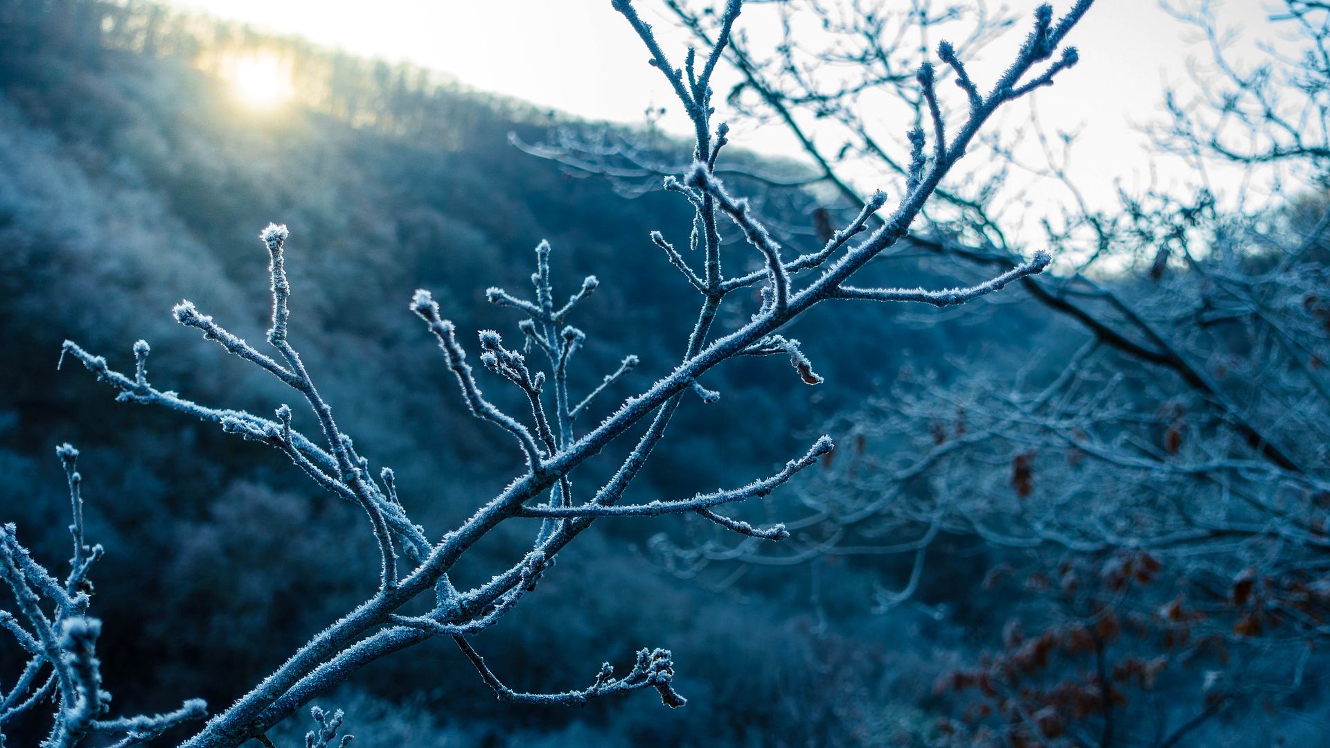 Wallpaper Tree branch, winter frost, sunlight