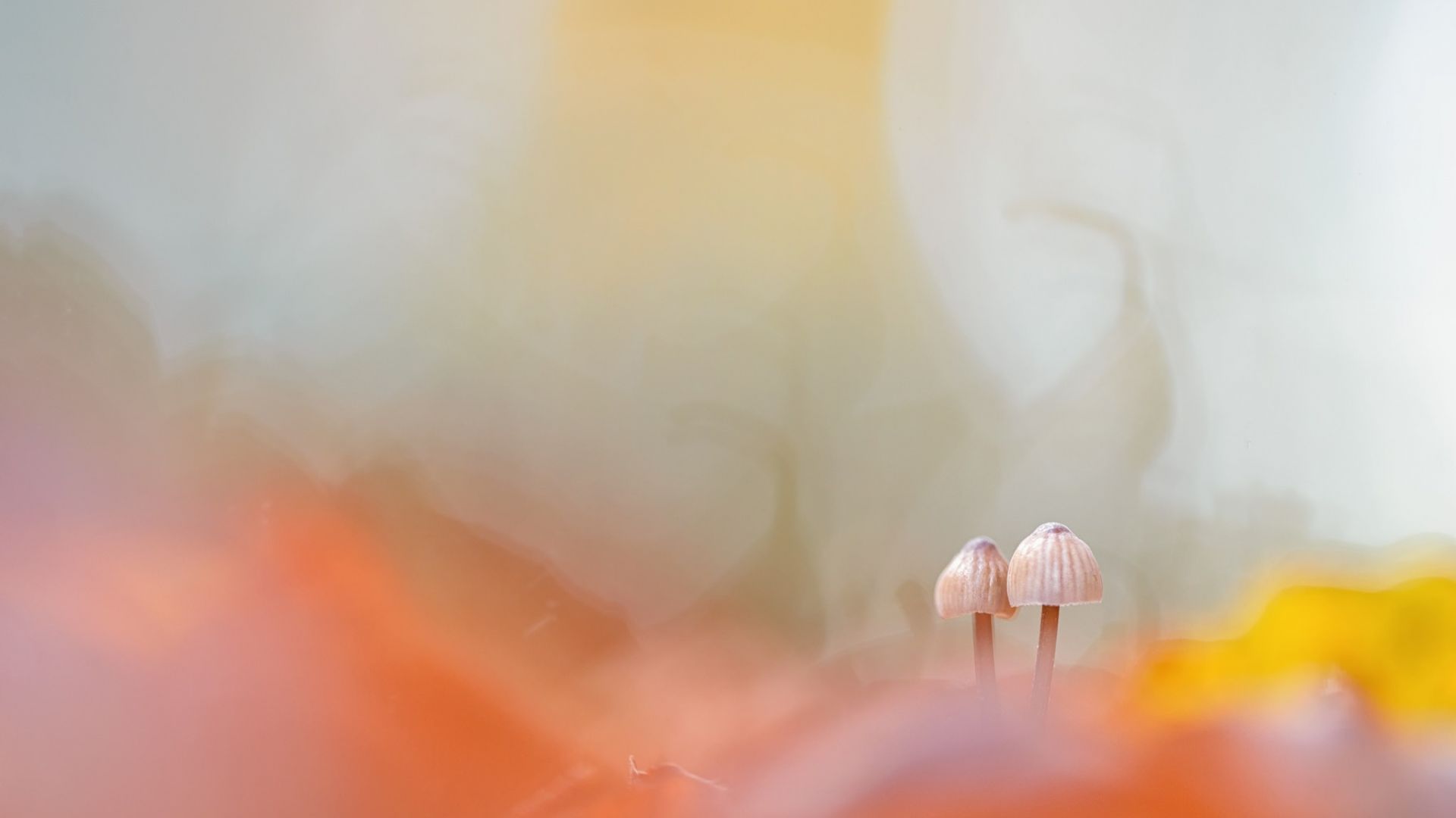 Wallpaper Small mushroom blurred