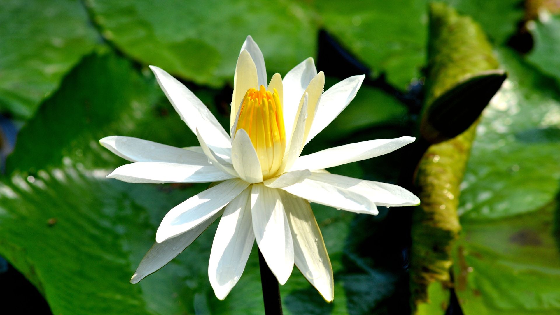 Wallpaper White water lily, flower, leaves, bloom