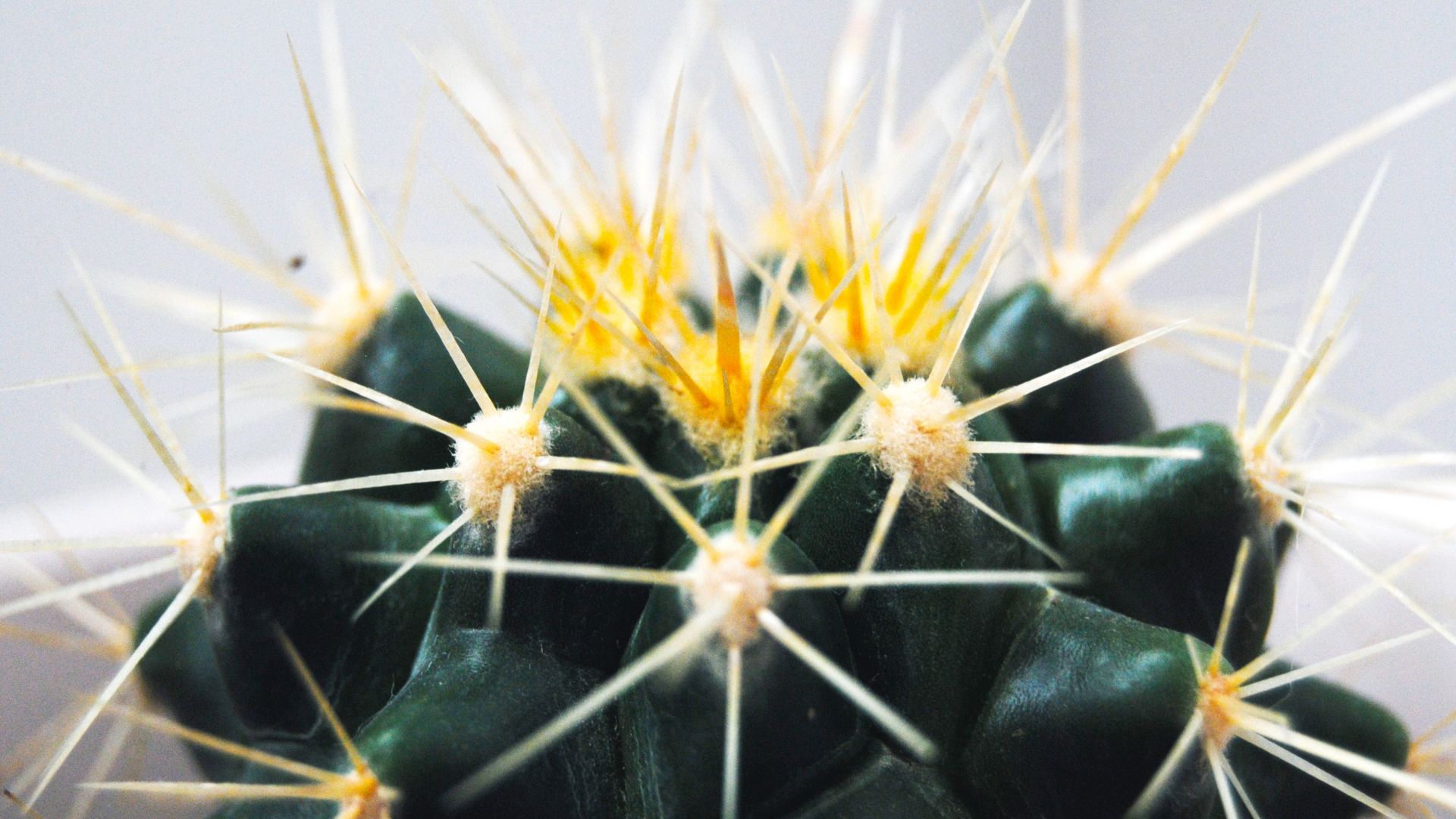 Wallpaper Cactus, thorns, plants, close up