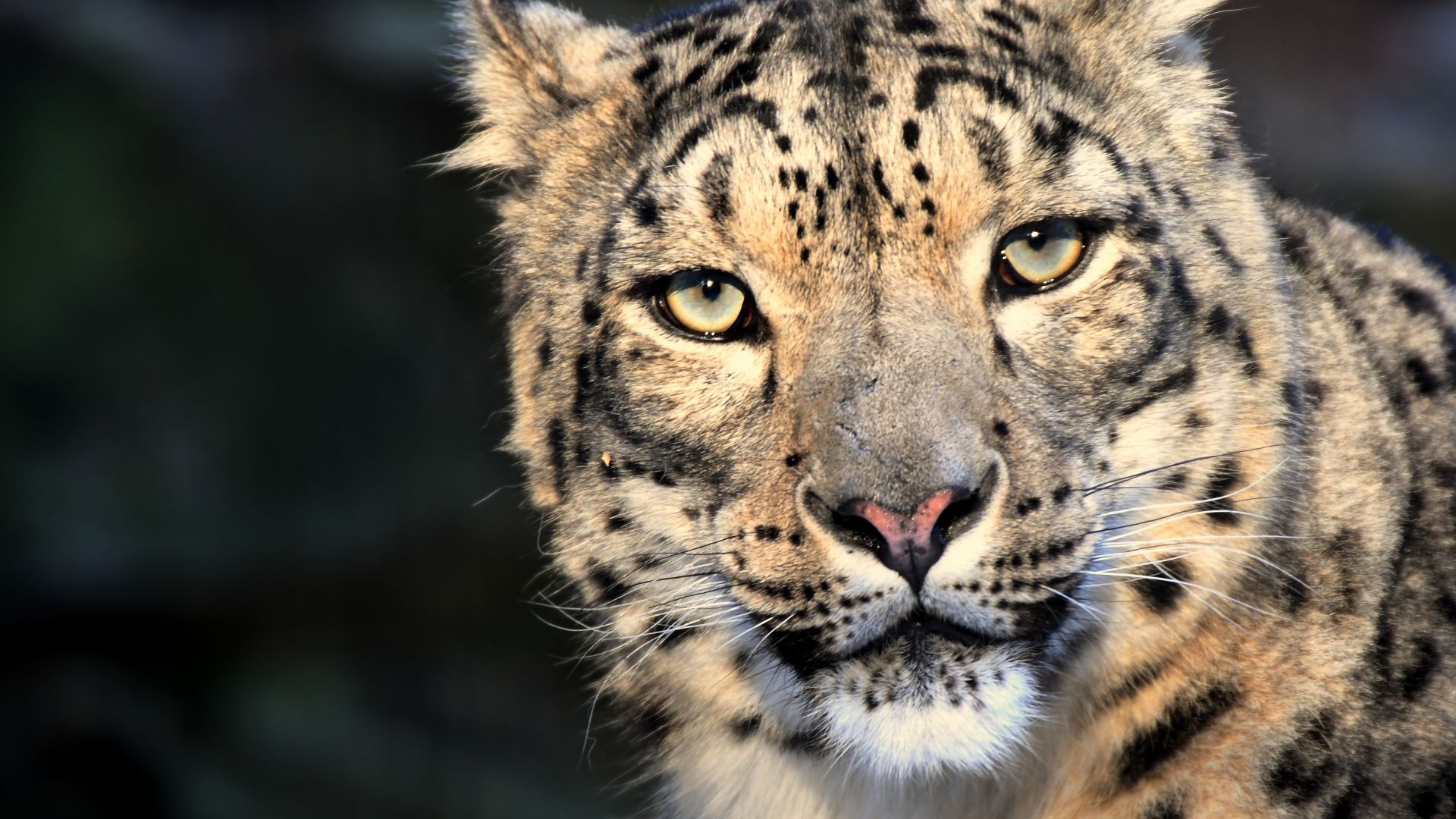 Wallpaper Snow Leopard animal, predator, wild animals