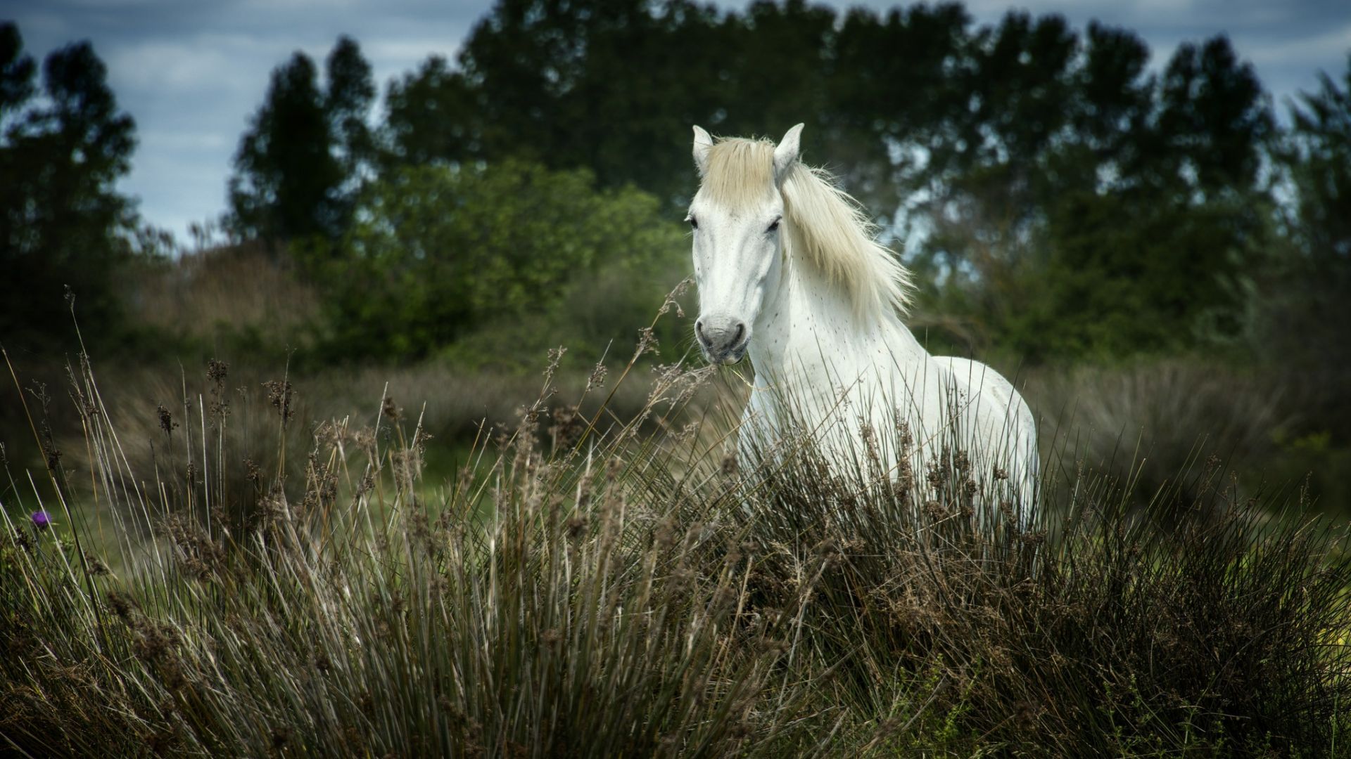 Wallpaper White horse, grass, meadow