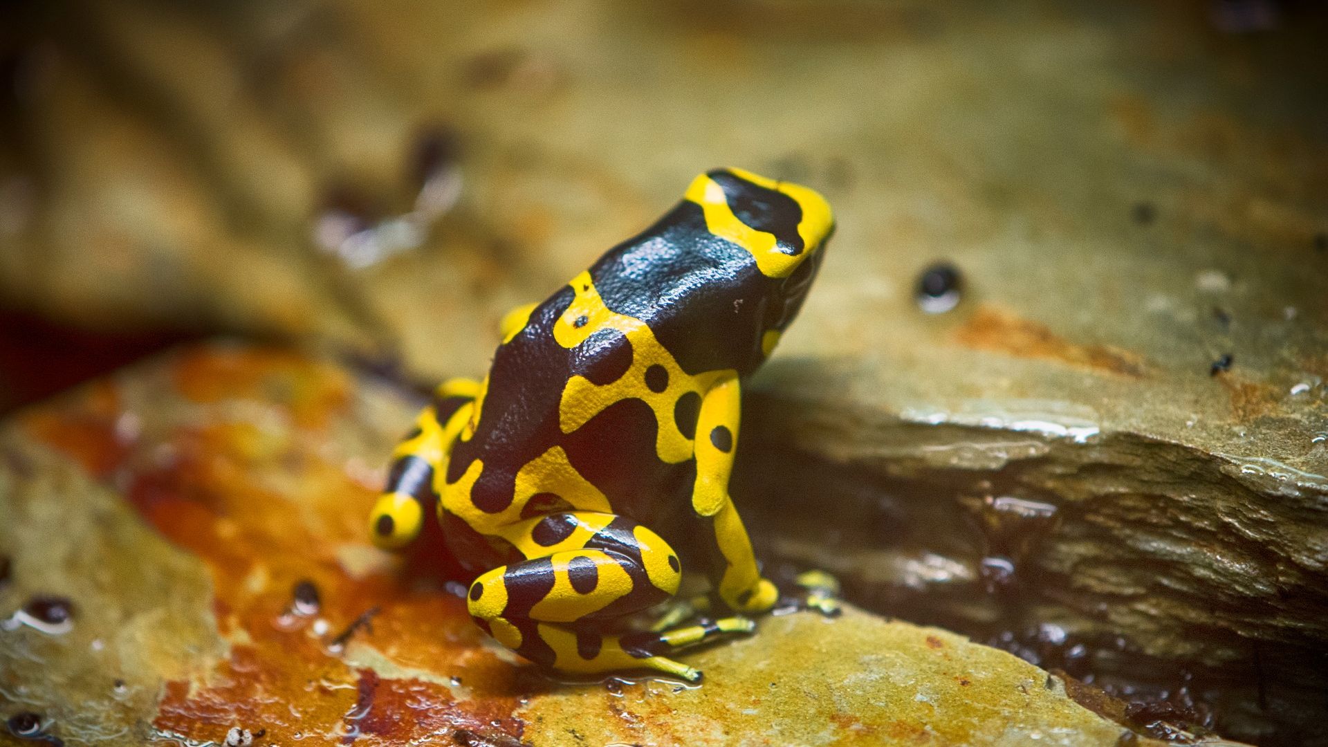 Wallpaper Frog, yellow spotted, toad, animal