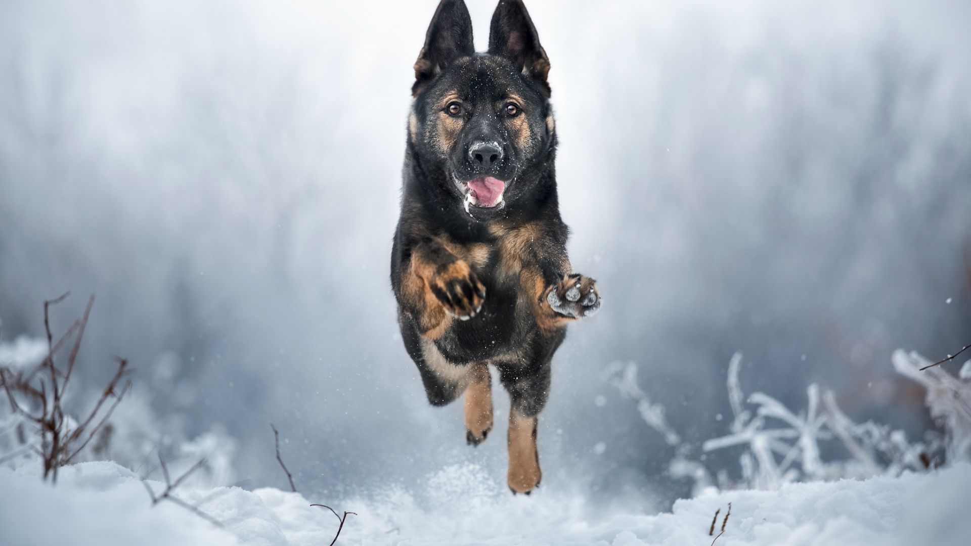 Wallpaper German shepherd dog, dive, jump