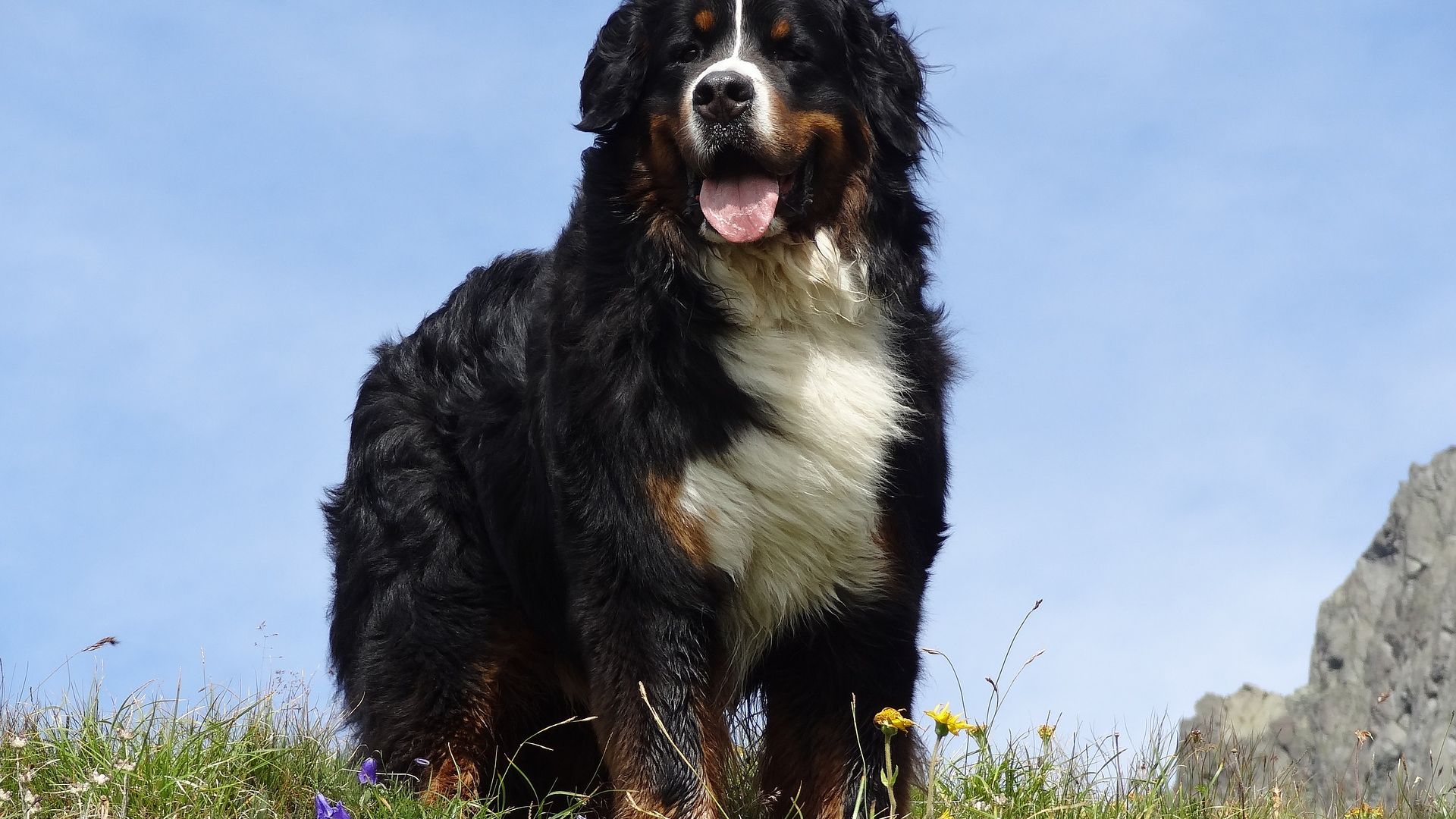 Wallpaper Bernese mountain dog, pet, meadow