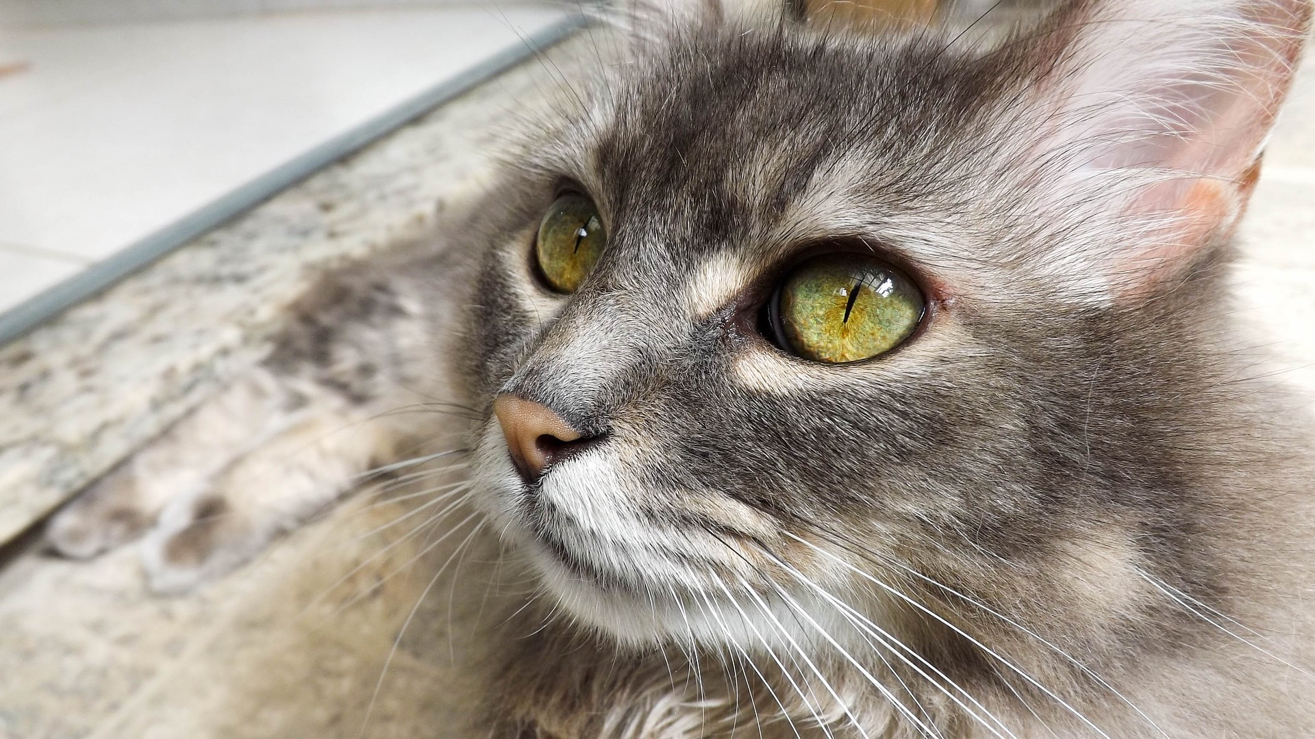Wallpaper Cat eyes, close up