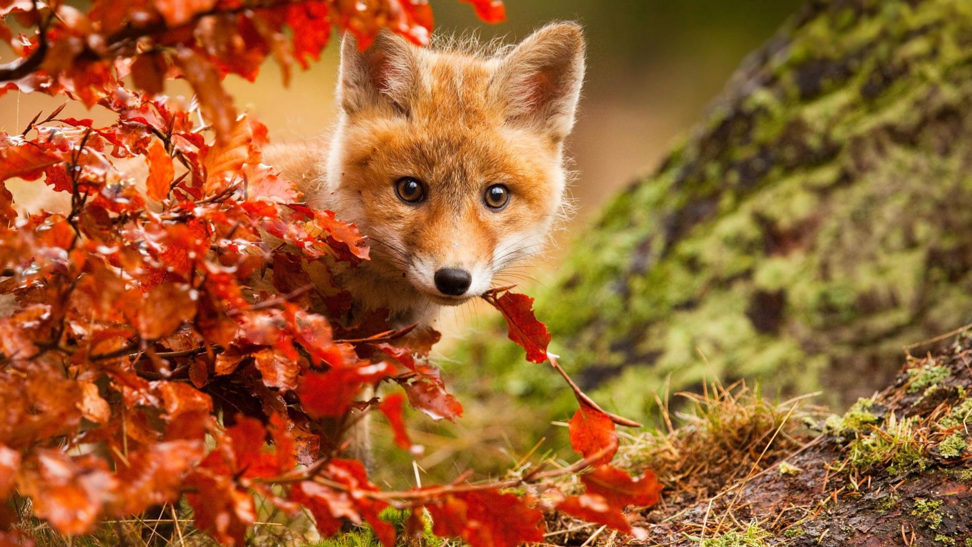 Wallpaper Baby fox, behind the red leaves