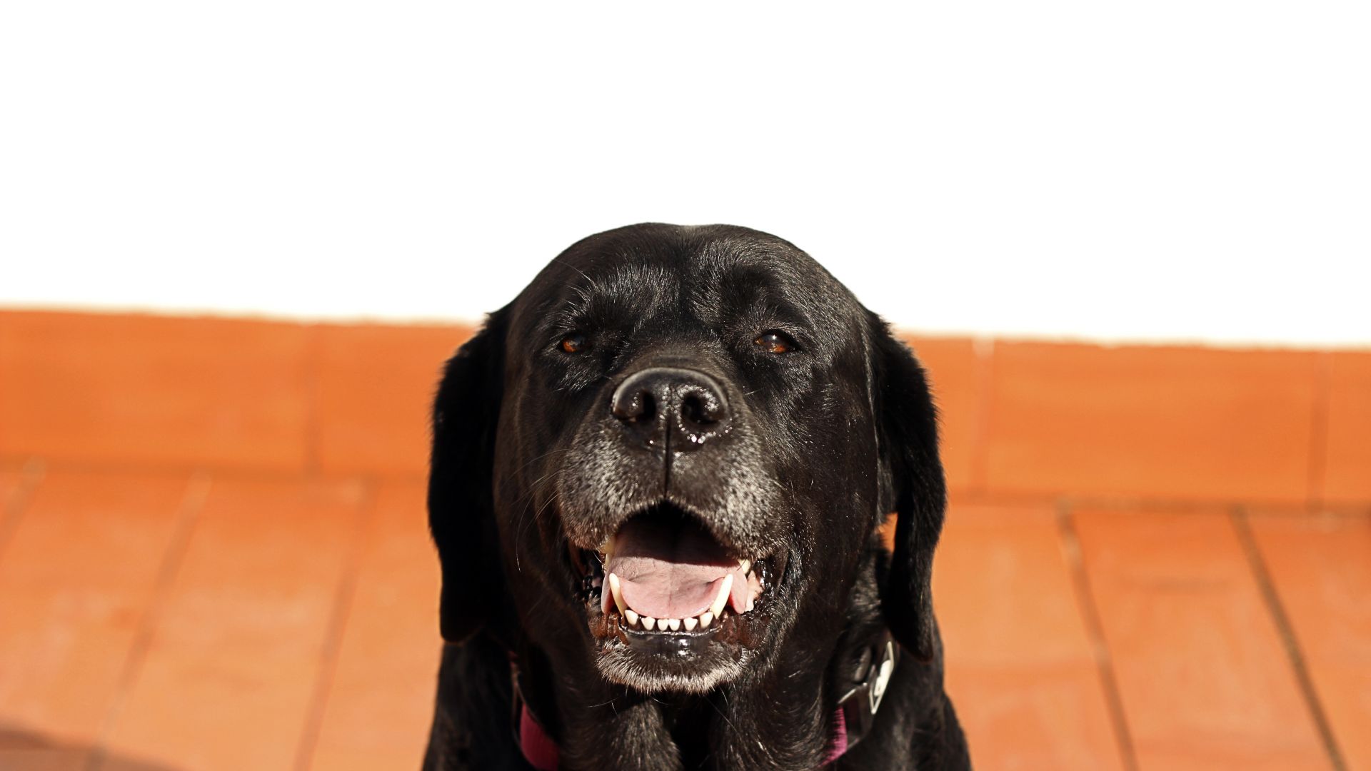 Desktop Wallpaper Black Labrador Dog Muzzle, Hd Image, Picture, Background,  0ocap7