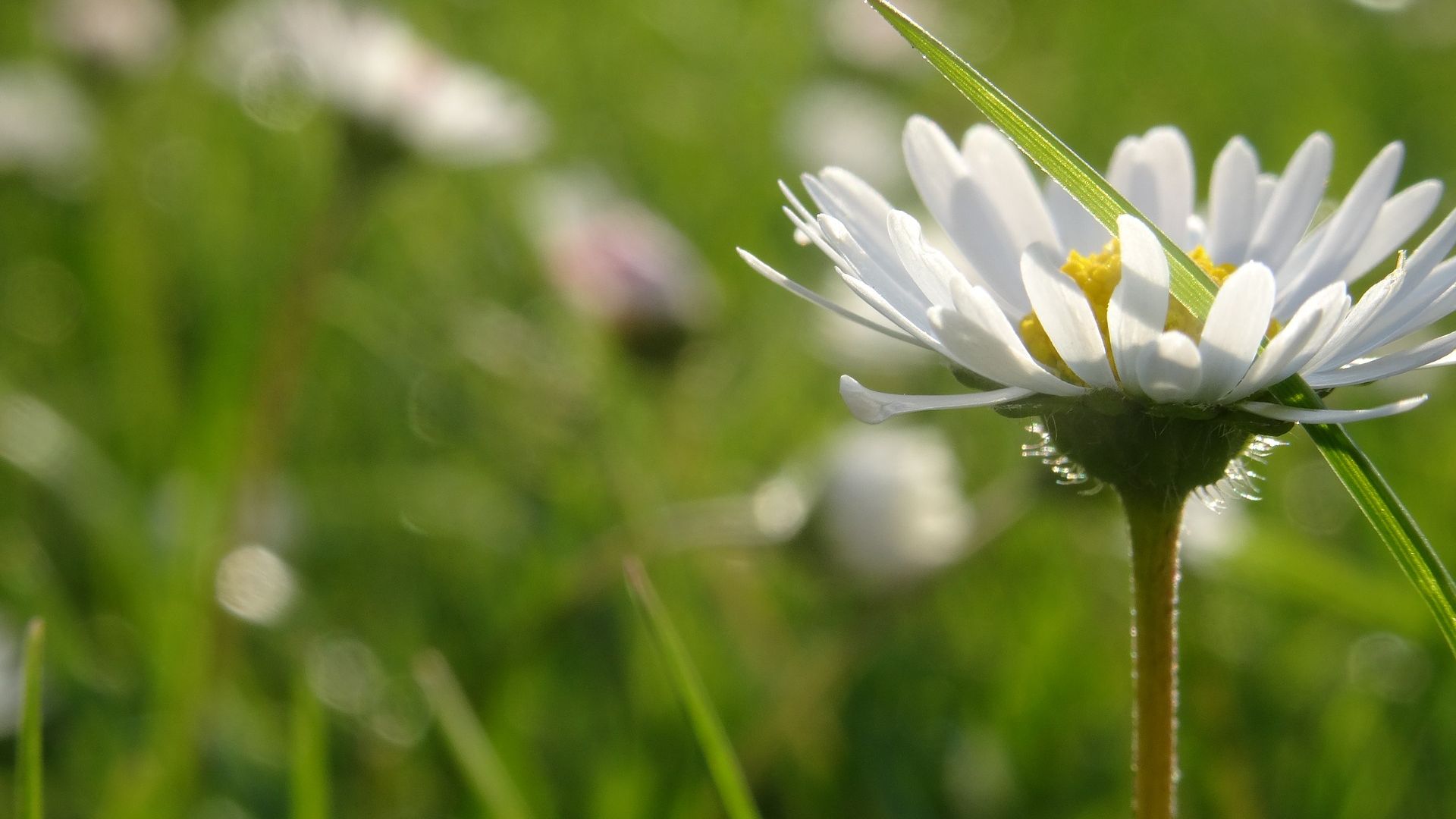 Wallpaper Daisy flowers, meadow, grass thread, blur