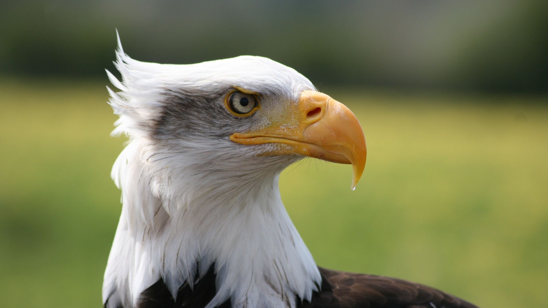 Wallpaper Eagle muzzle, beak, predator