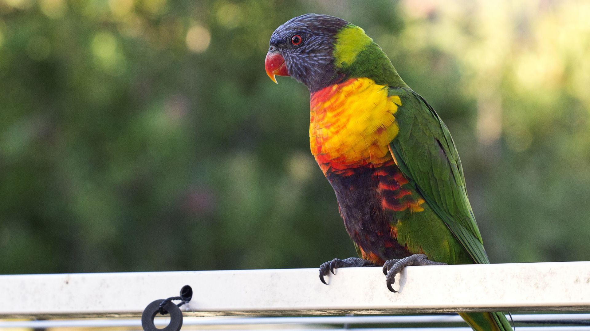 Wallpaper Parrot bird, multicolored, colorful