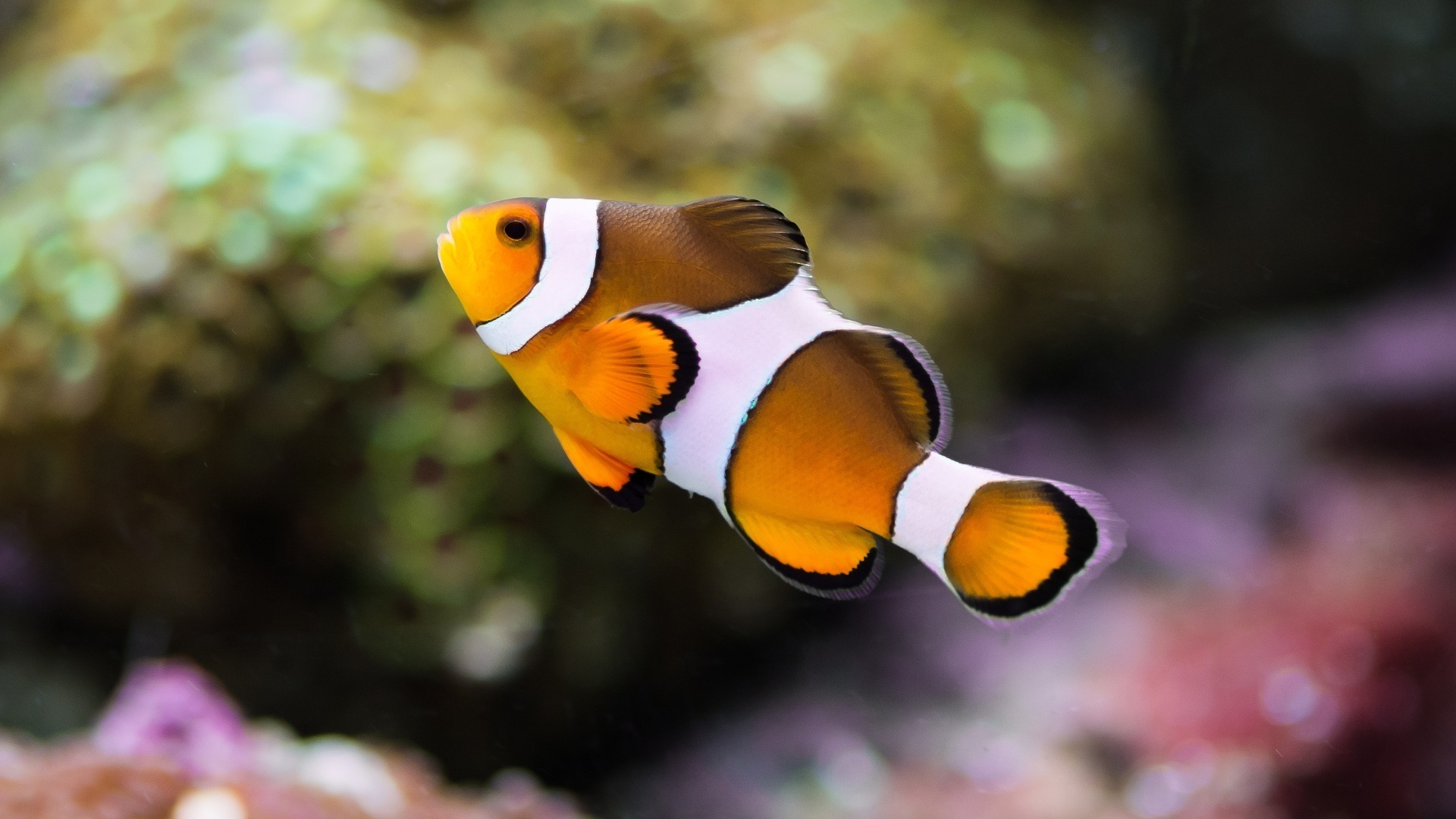 Wallpaper Cute Clownfish