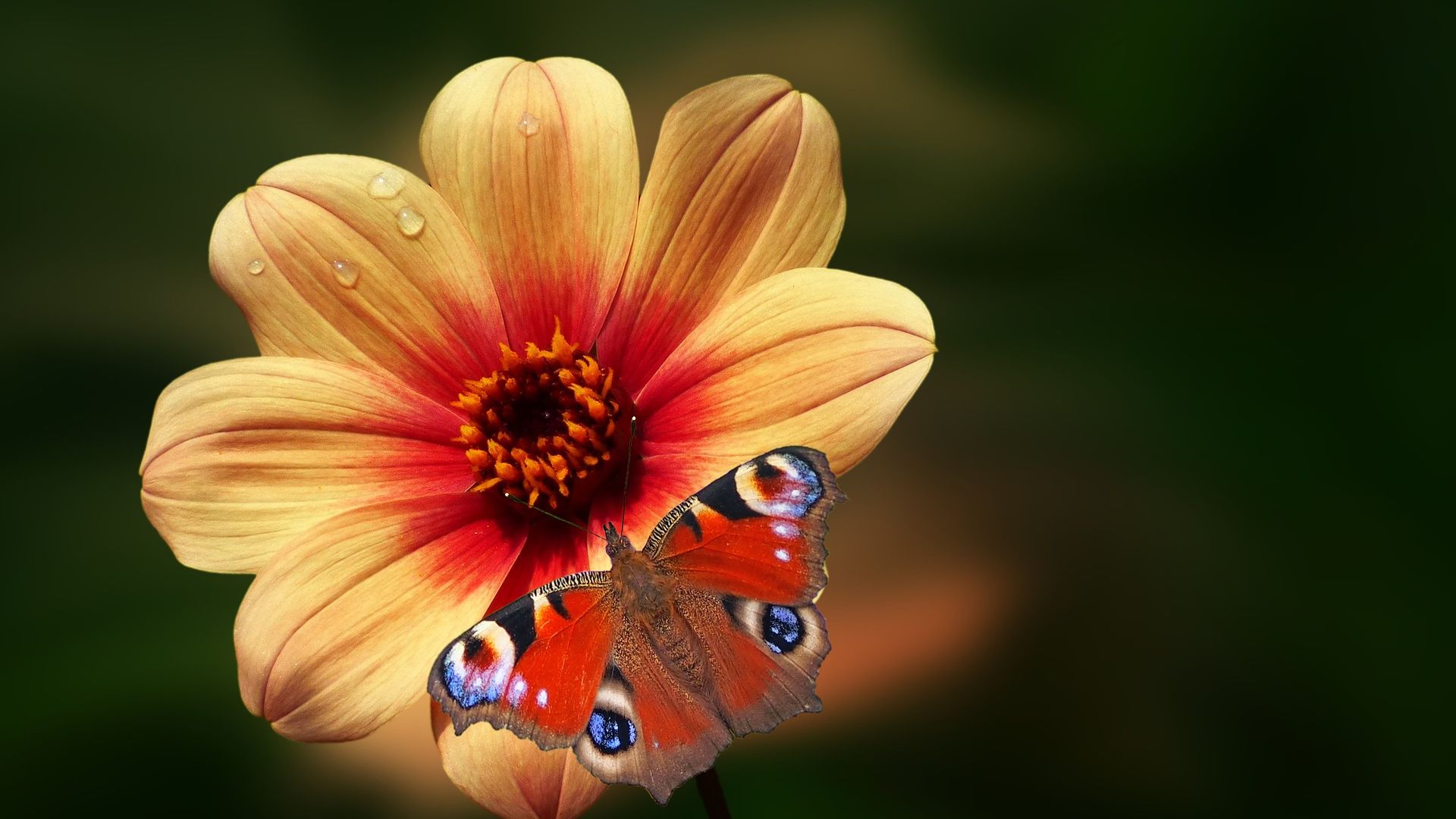 Wallpaper Bloom, butterfly, flower, drops