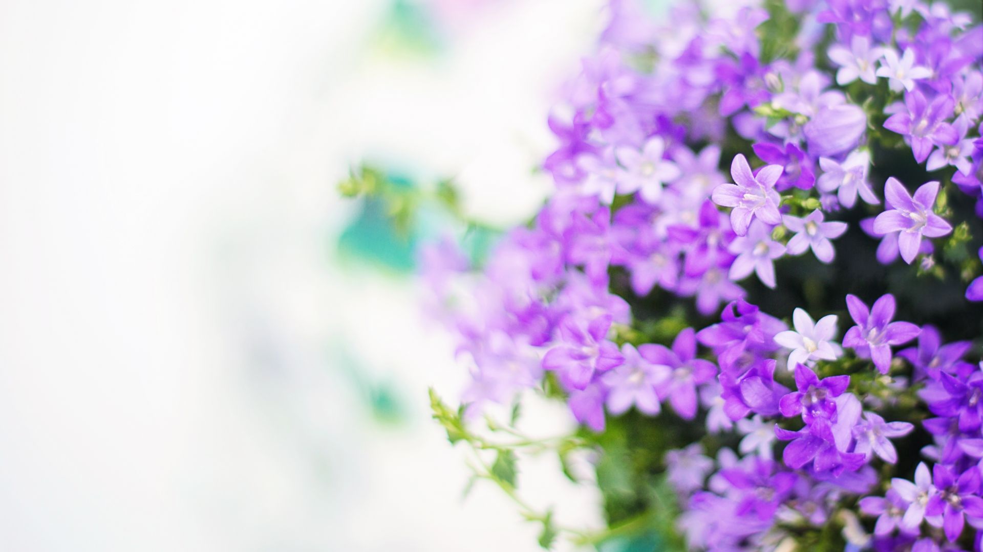 Wallpaper Purple flowers of summer, blossom