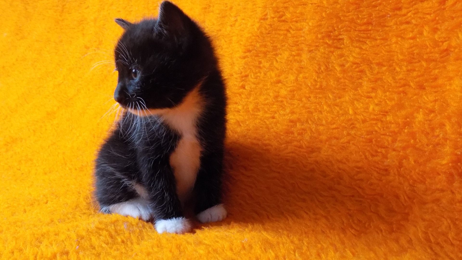 Wallpaper Cute, black kitten, animal