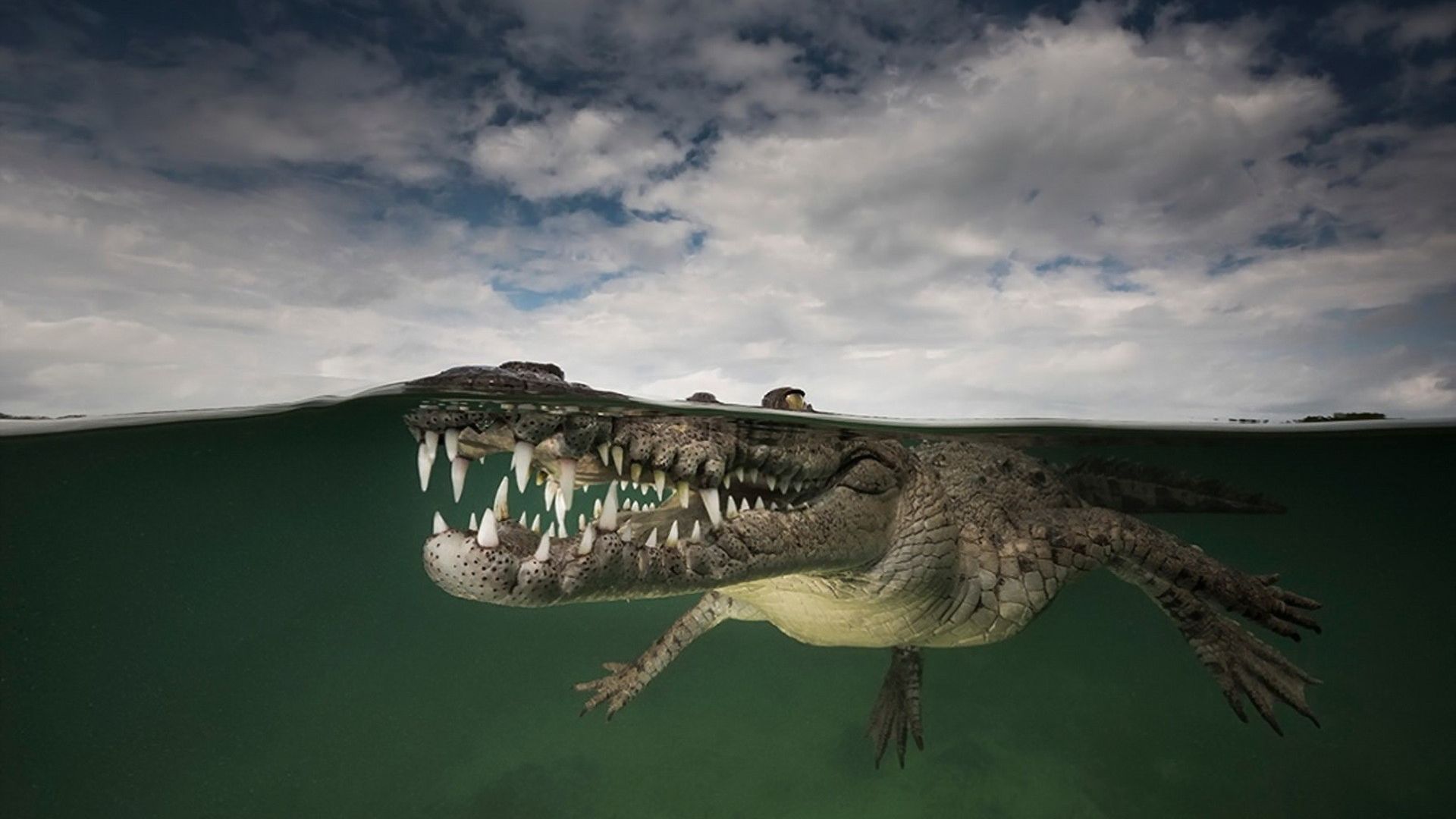Wallpaper Crocodiles under water close up