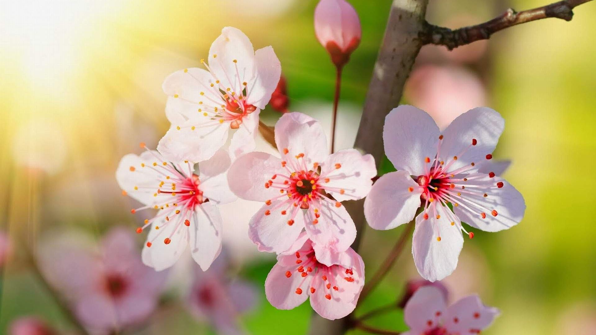 Wallpaper Cute little sakura flowers