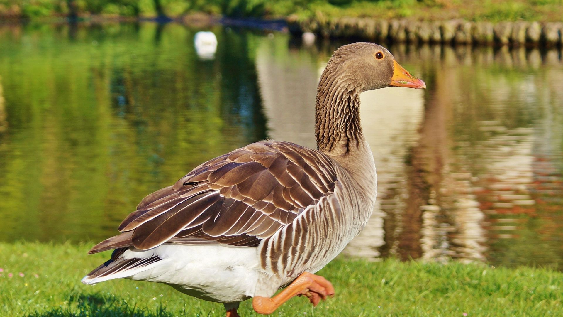 Wallpaper Goose, walk, lake, bird, brown