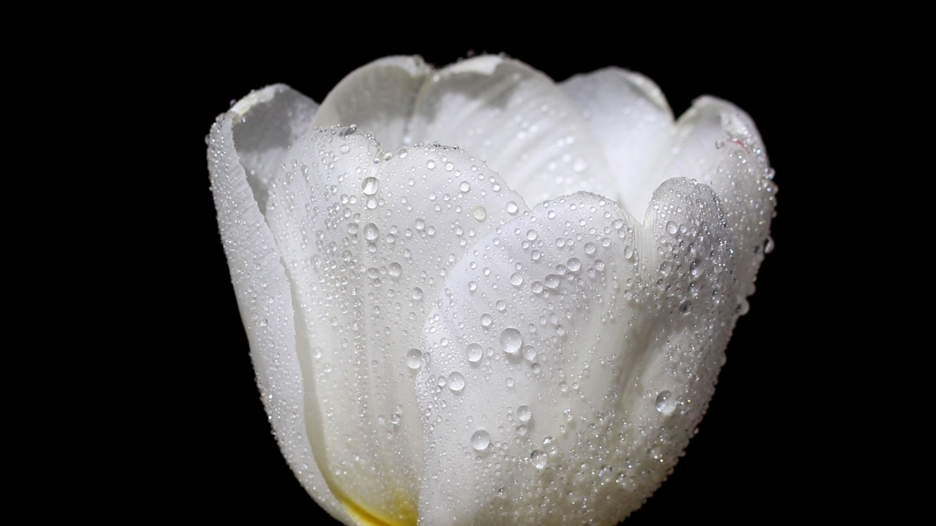 Wallpaper Tulip, white flower, water drops