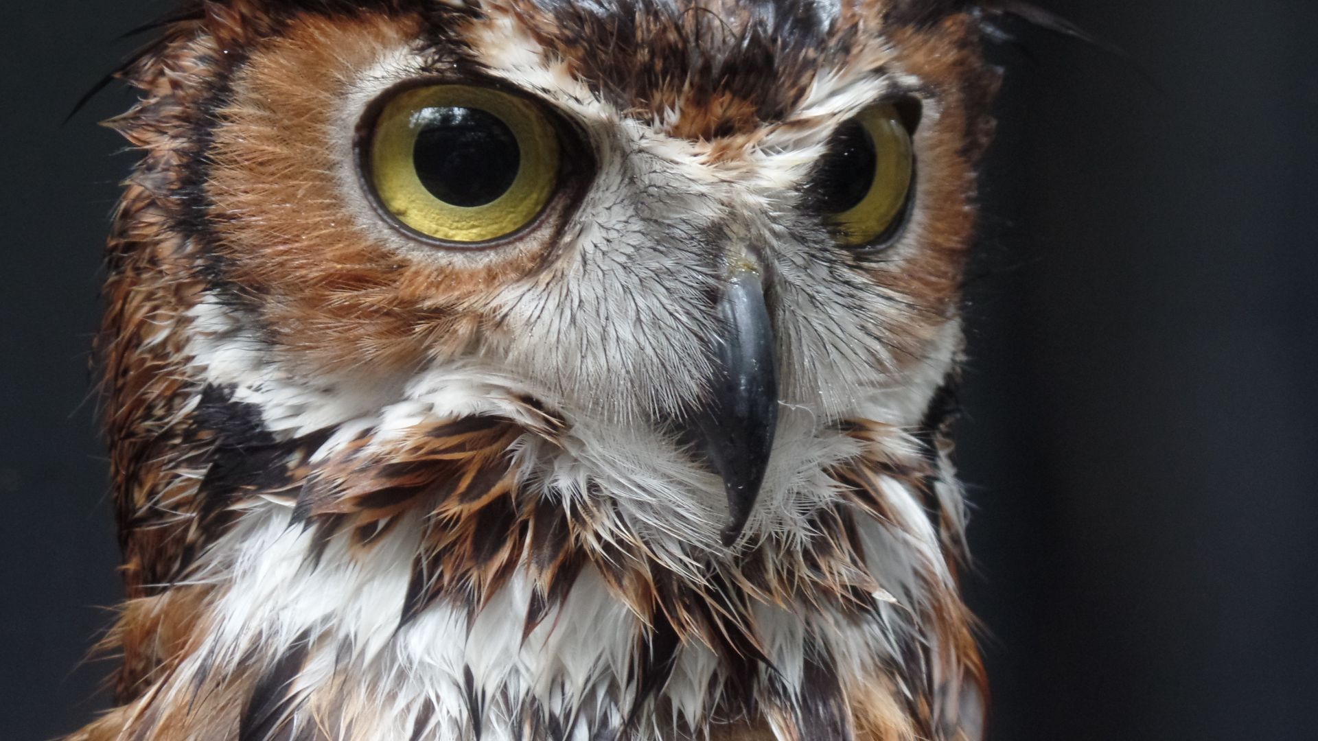 Wallpaper Owl, bird, stare, close up