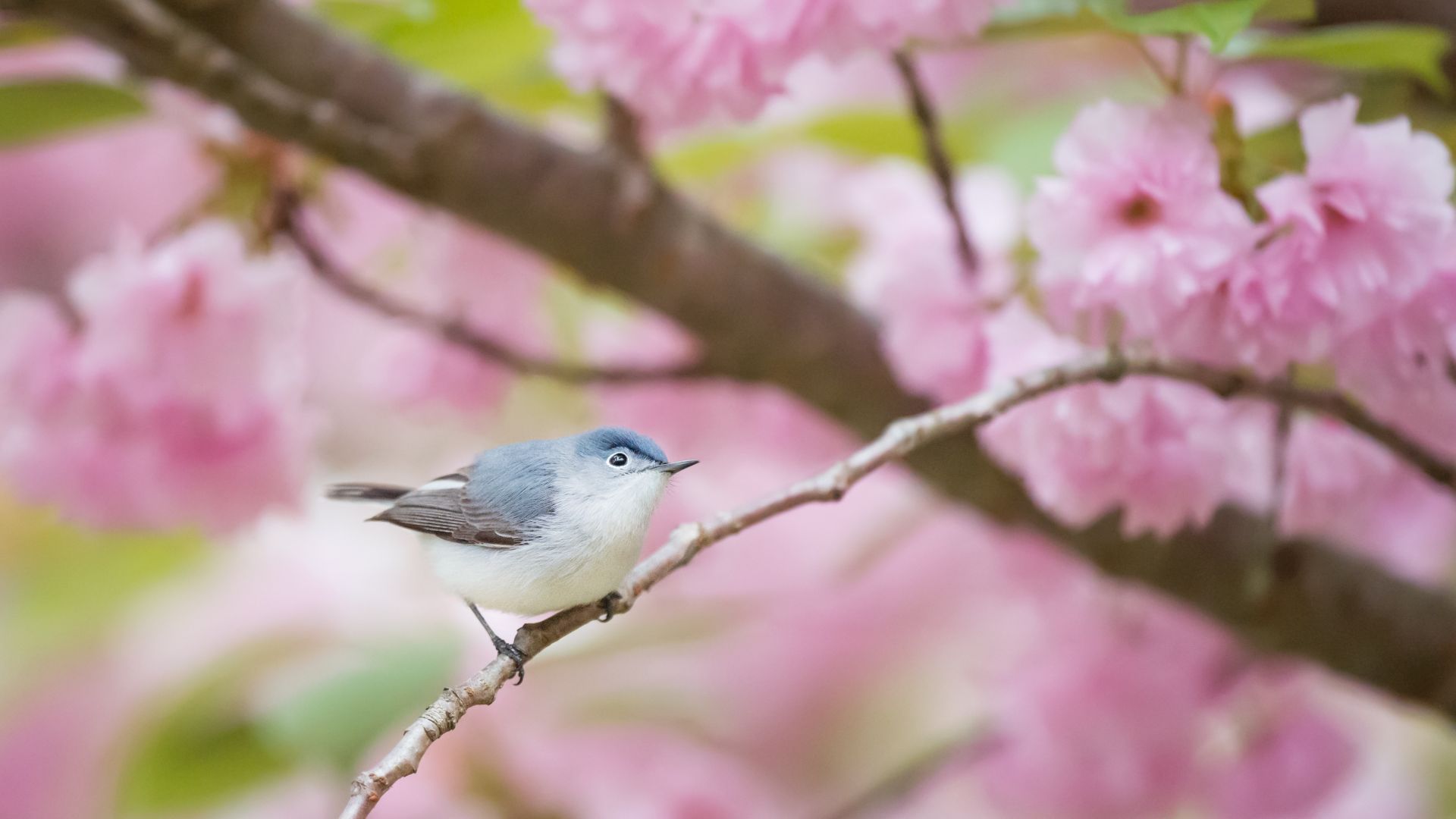 Wallpaper Pink, blossom, blue tit, bird