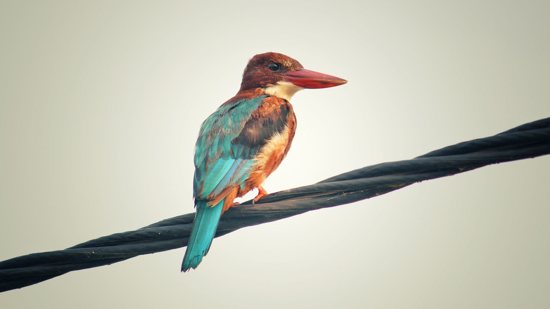 Wallpaper Kingfisher, bird, calm, colorful