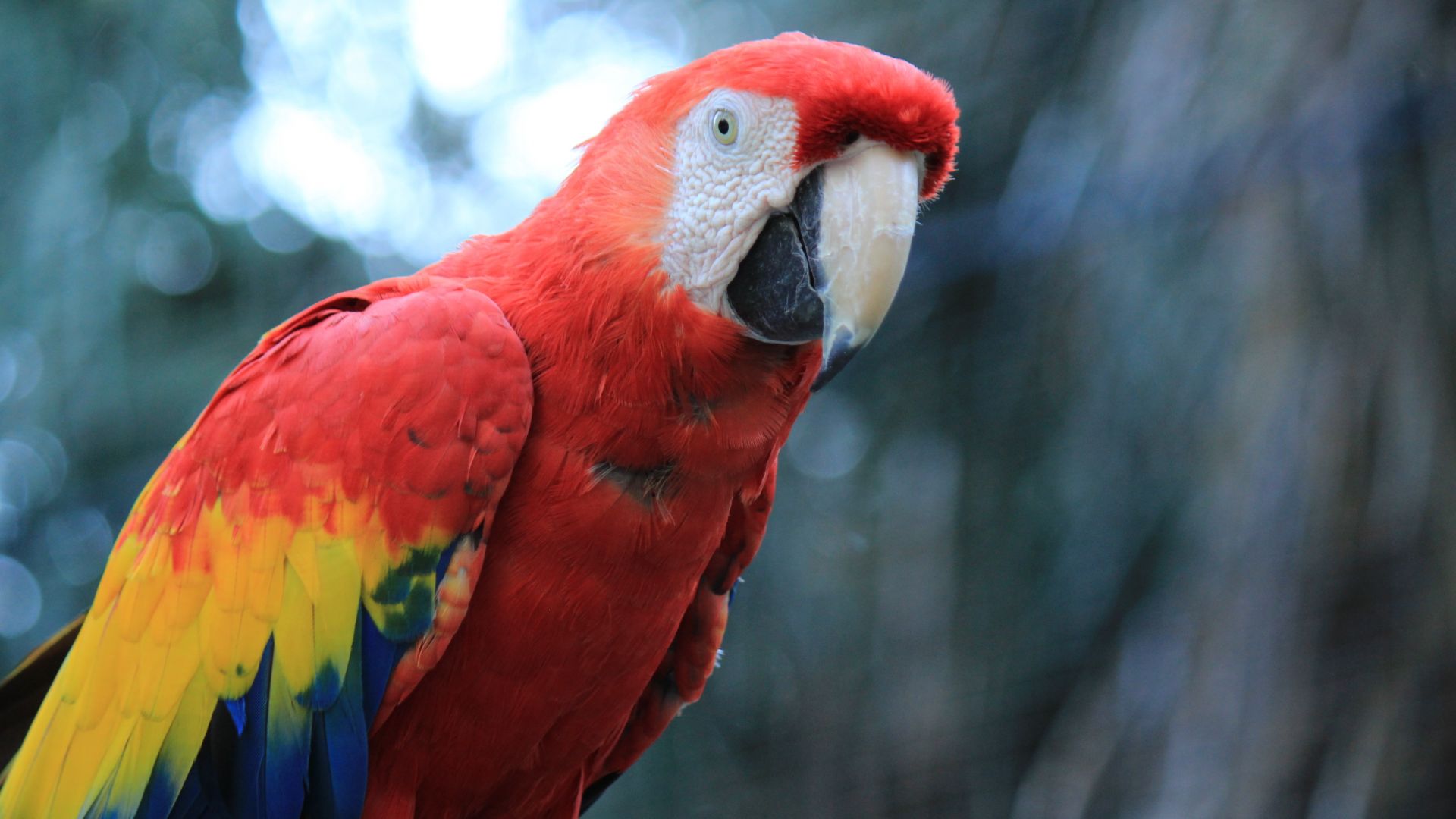 Wallpaper Parrot, red macaw, bird, 4k