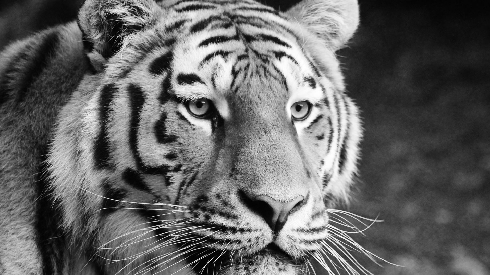 Wallpaper Tiger, predator, muzzle, animal, monochrome