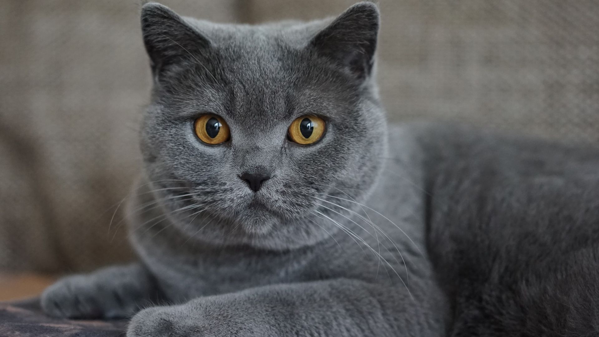 Wallpaper Grey, cat, British Shorthair