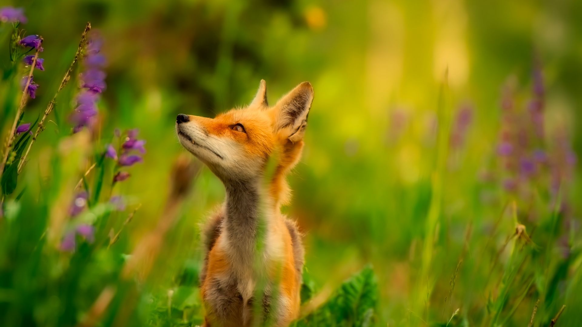 Wallpaper Red fox, looking away, animal, plants