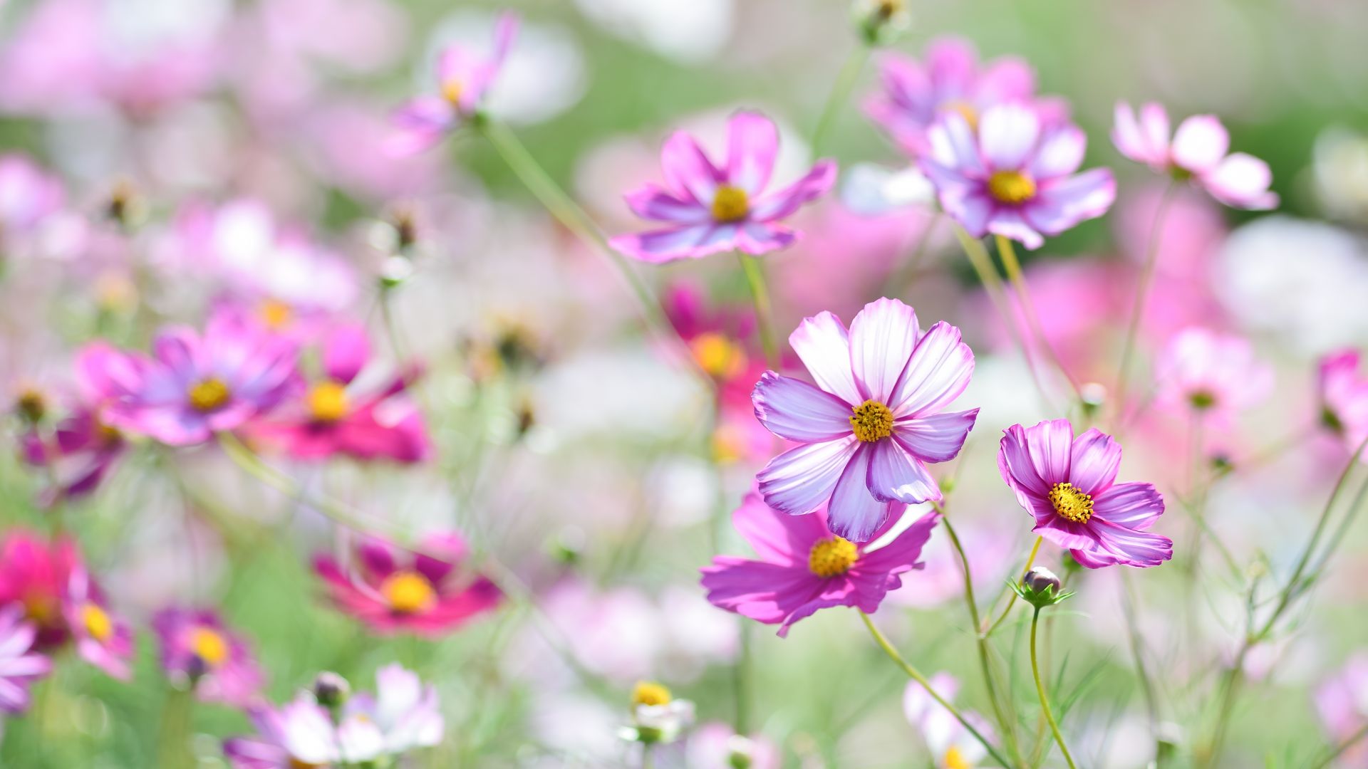Wallpaper Meadow, white pink flowers, spring, plants, 4k