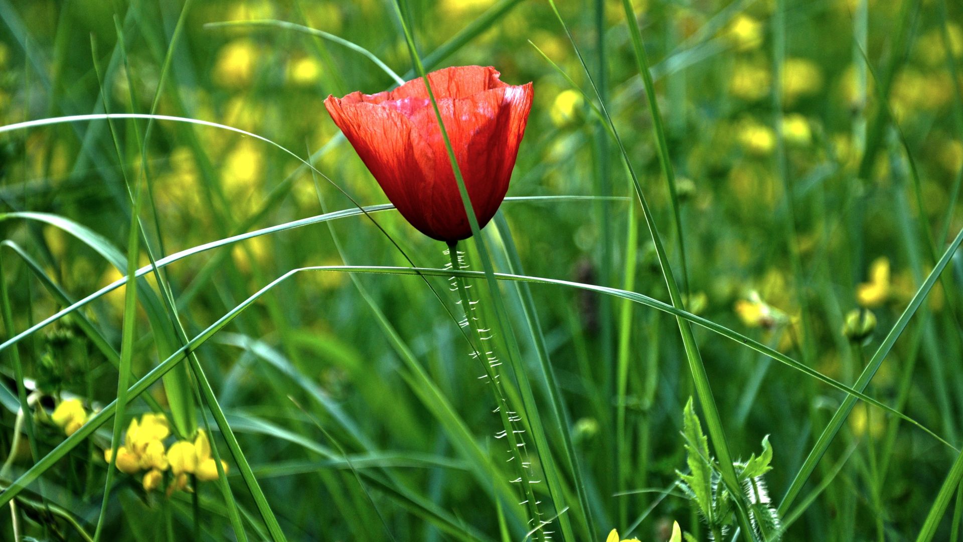 Wallpaper Grass, red poppy, flower, 4k