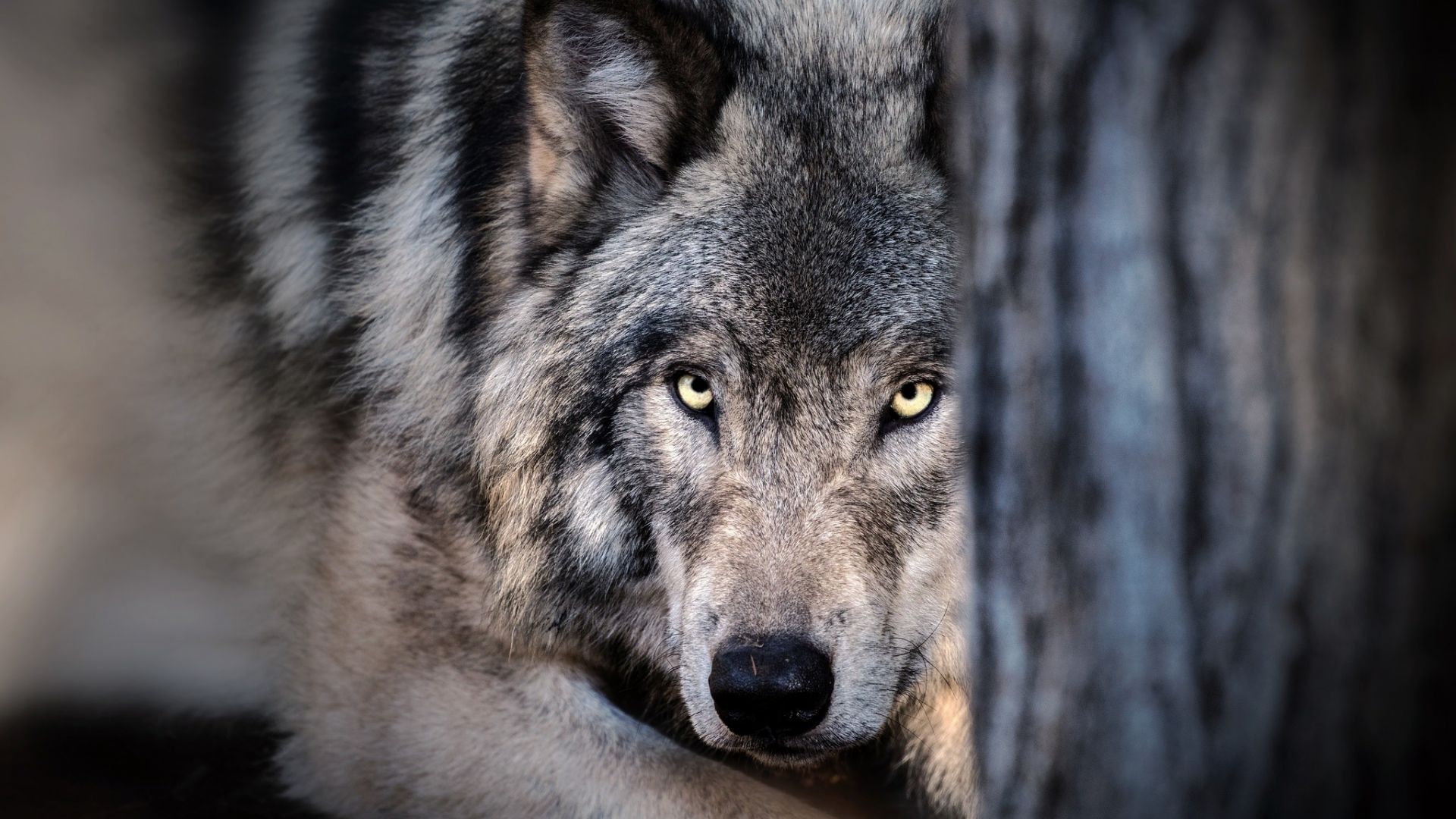 Wallpaper Wolf, muzzle, predator