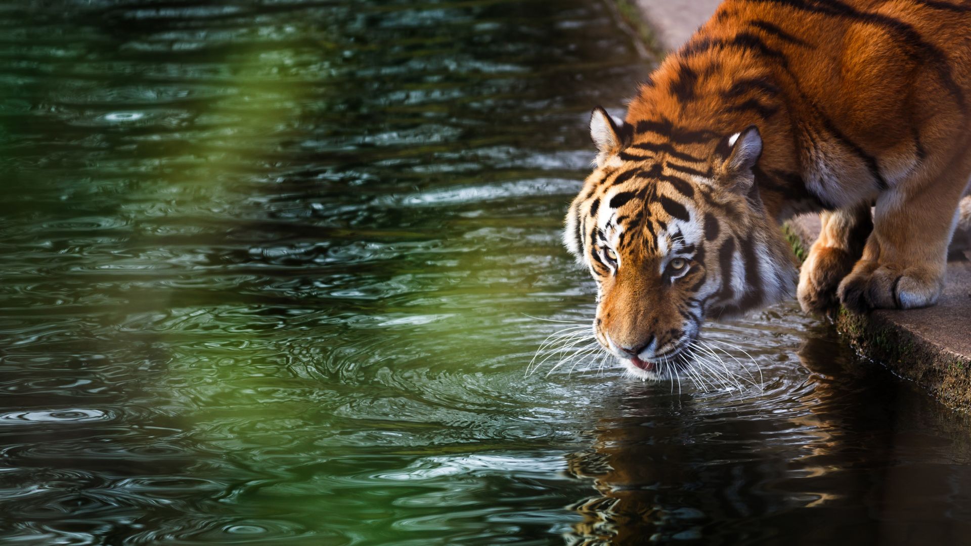 Wallpaper Tiger drinking water
