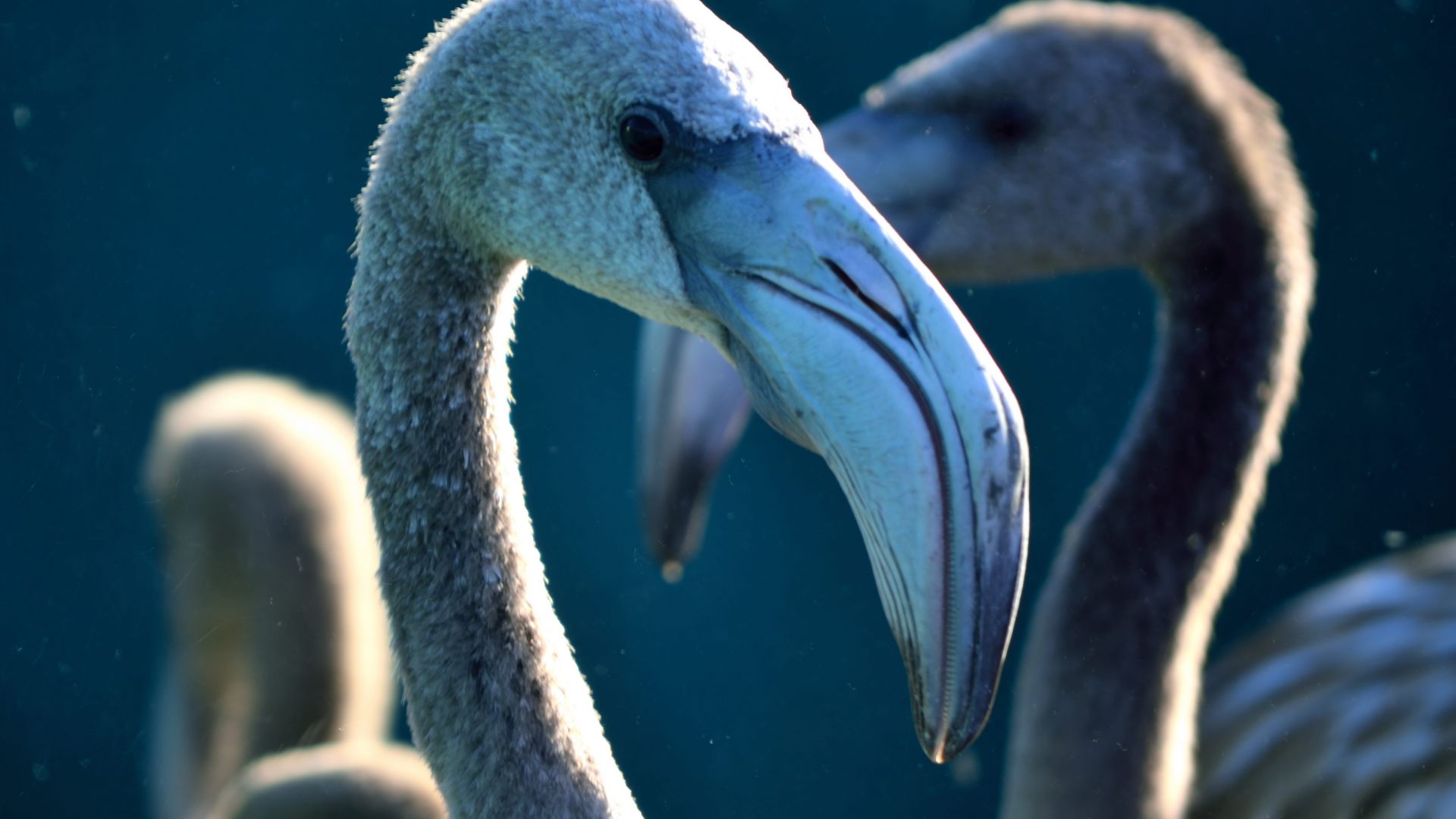 Wallpaper Flamingo, bird, beak, muzzle