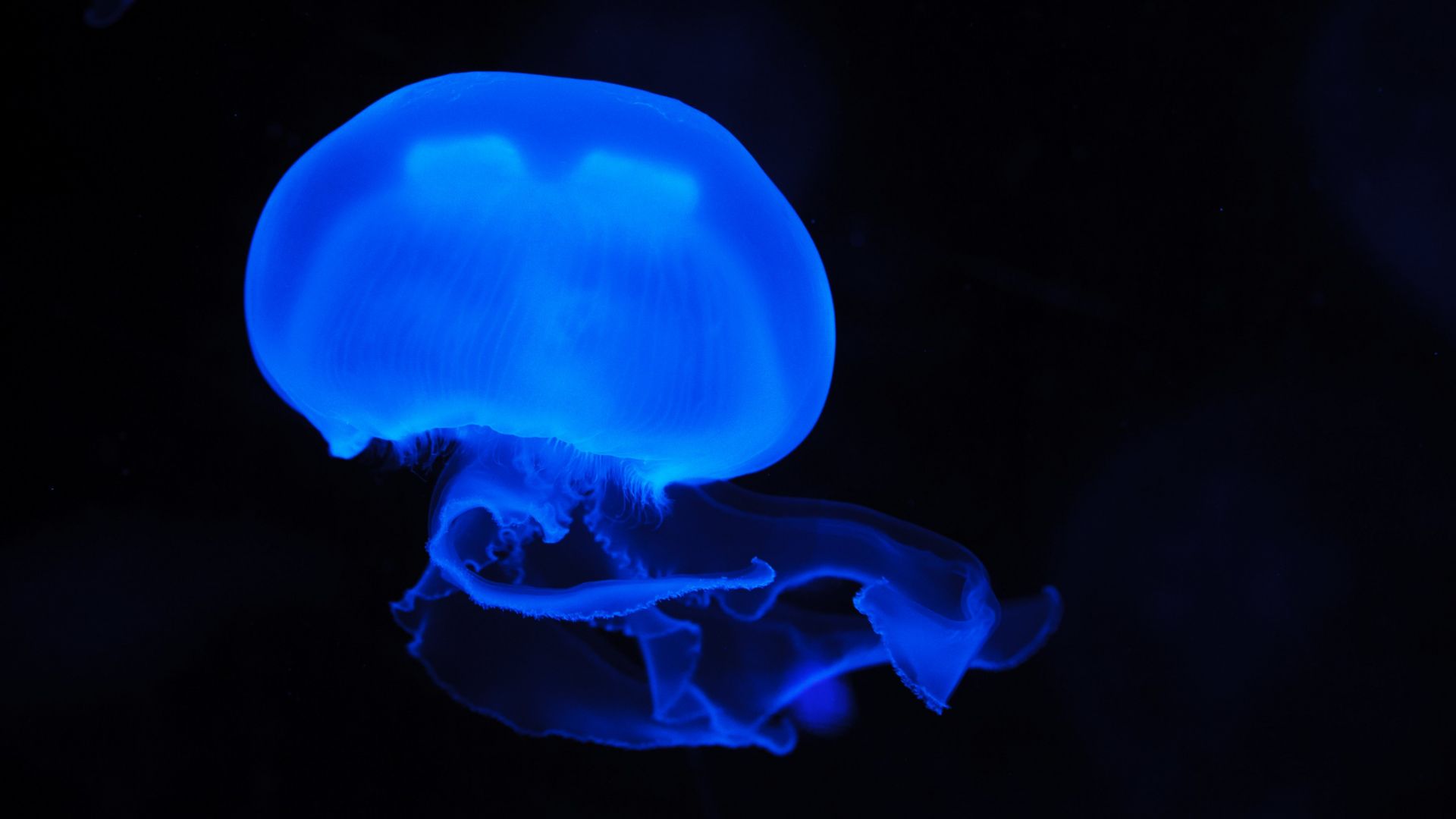 Wallpaper Blue glowing, fish, jellyfish, 4k