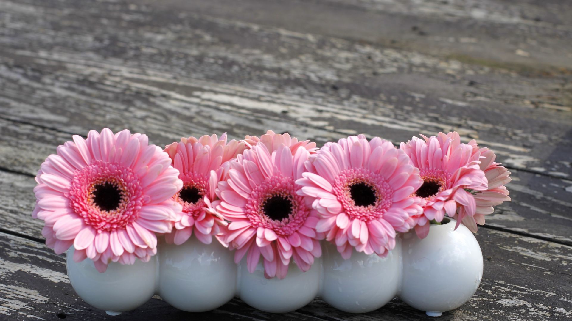 Wallpaper Pink daisy, flowers, glass vases