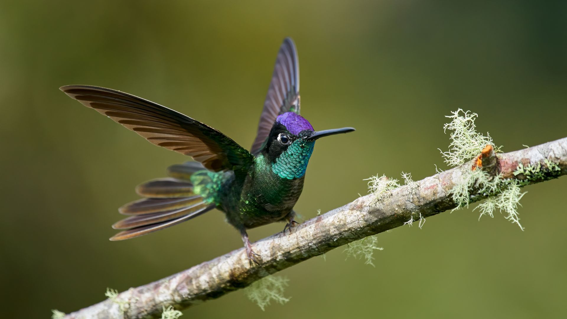 Wallpaper Exotic bird, hummingbird