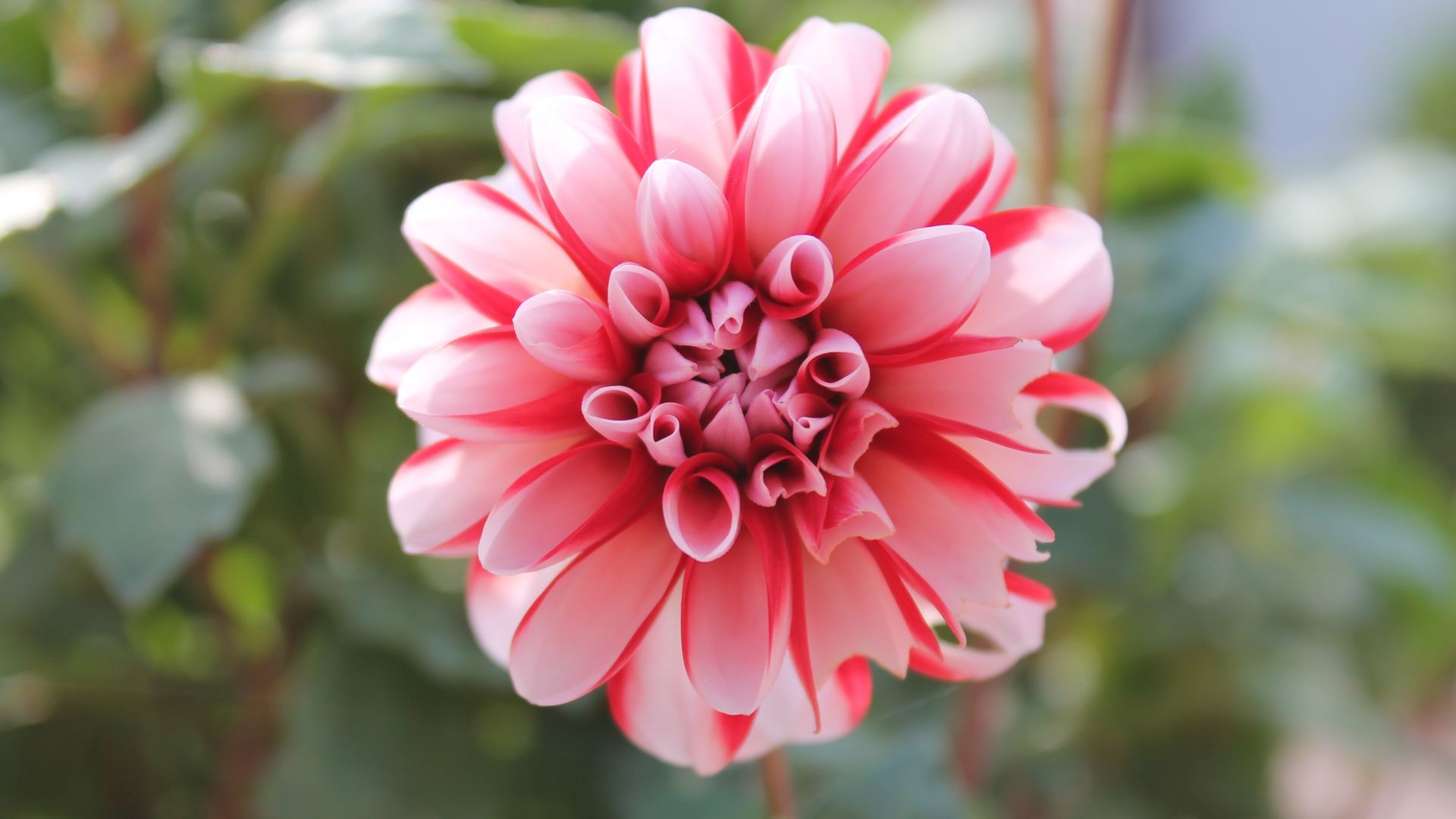 Wallpaper Pink flower, close up, beautiful, bloom, 4k