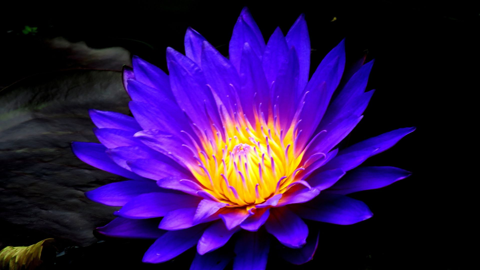 Desktop Wallpaper Blue Water Lily, Bloom, Flower, 4k, Hd Image, Picture