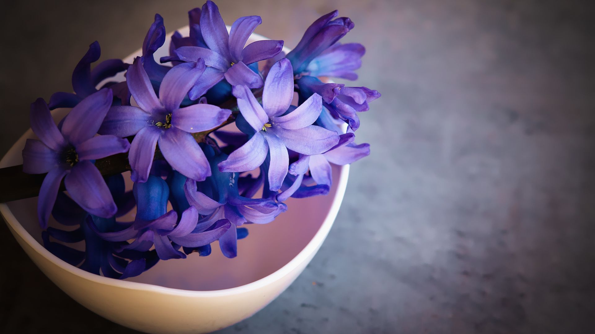 Wallpaper Hyacinth, purple flowers, backyard's pot, 4k