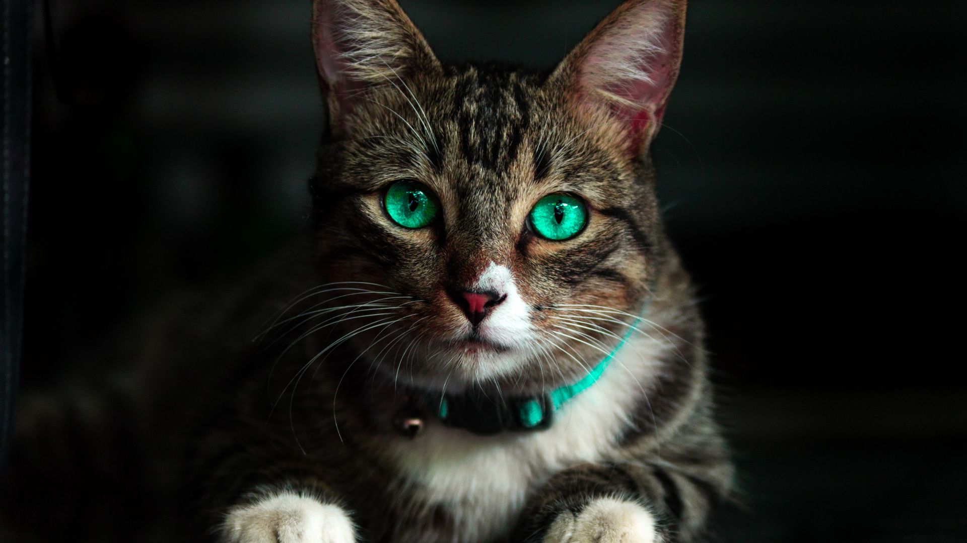 Wallpaper Cat, green eyes, animal, muzzle, 4k