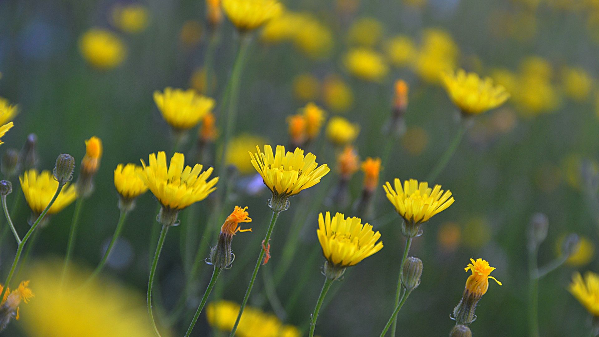 Wallpaper Wild, yellow flowers, meadow, blur