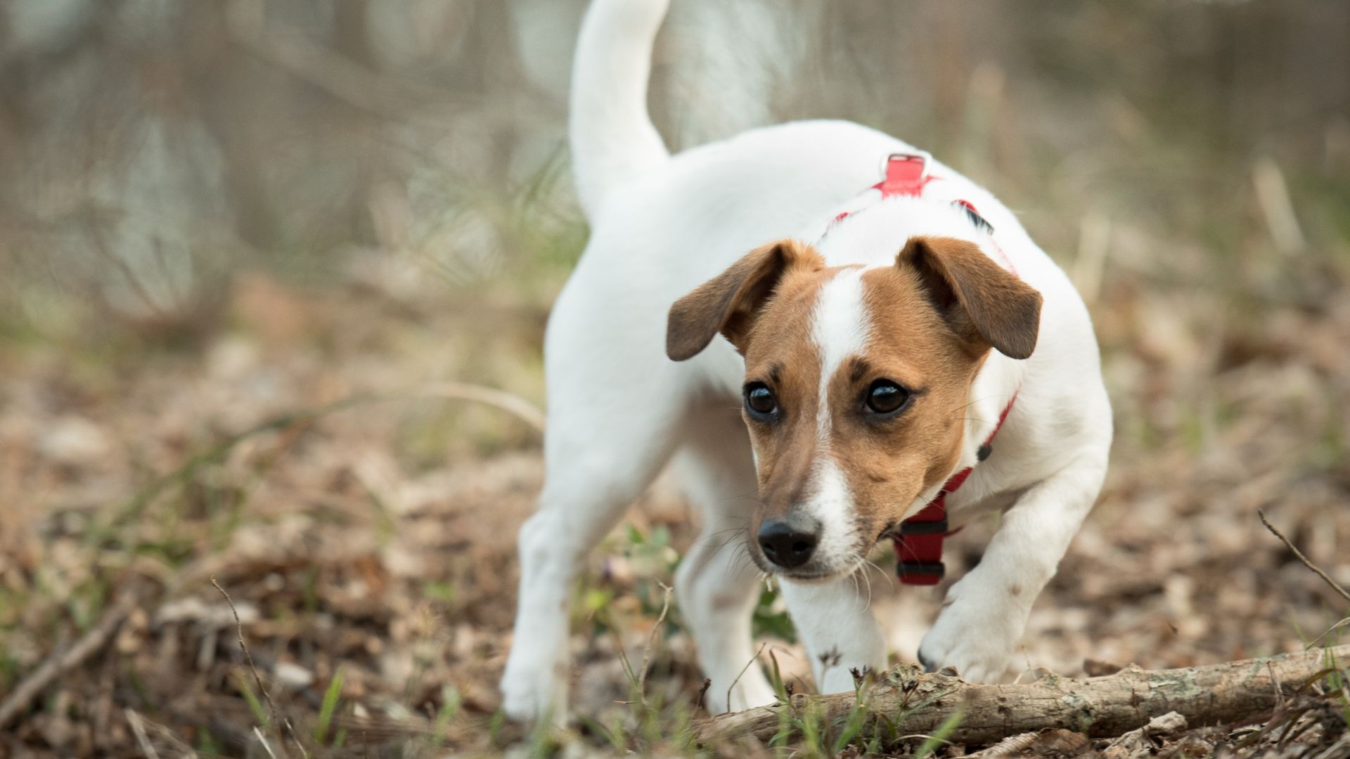 Wallpaper Jack Russell Terrier, dog, play